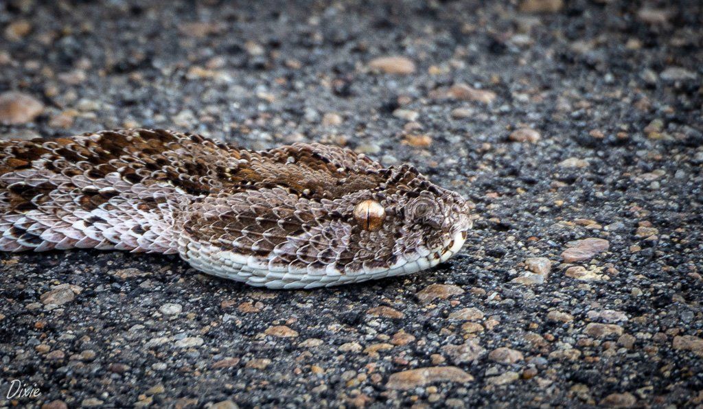 Hoedspruit Reptile Centre