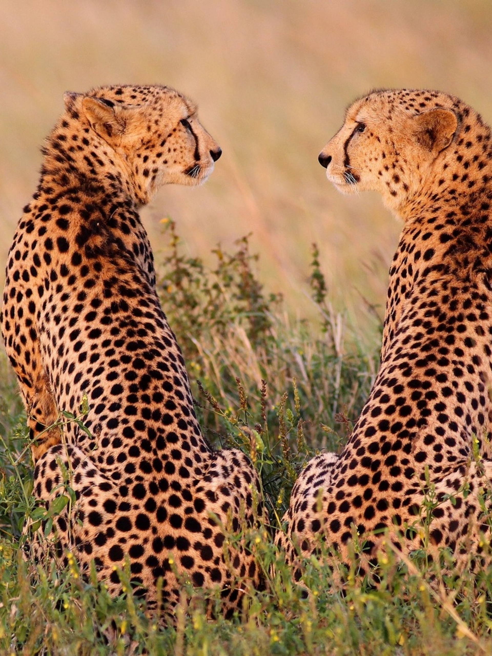 hoedspruit accommodation wildlife