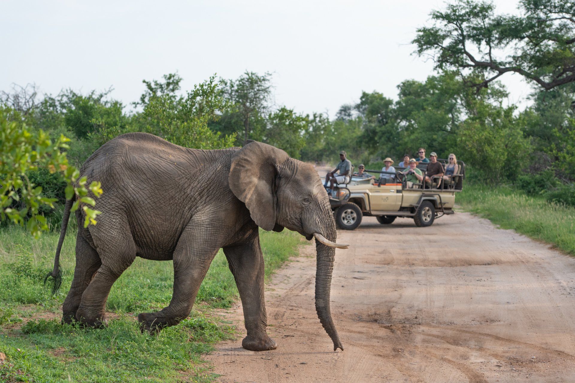 Game Drives Sausage Tree Safari Camp