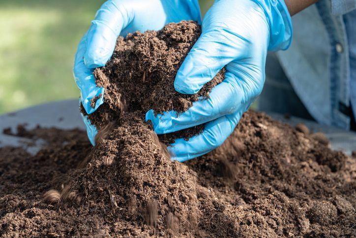 Hand holding peat moss organic matter improve soil for agriculture