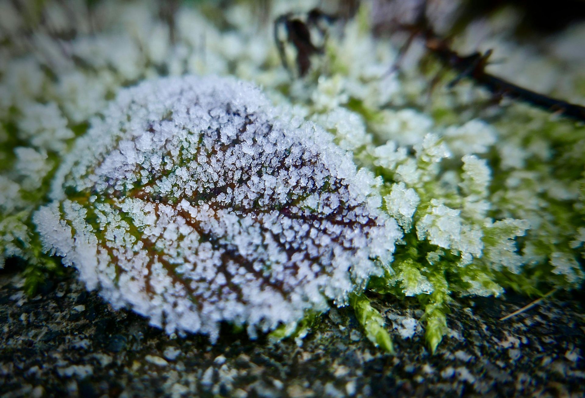 Frosty leaf in winter 