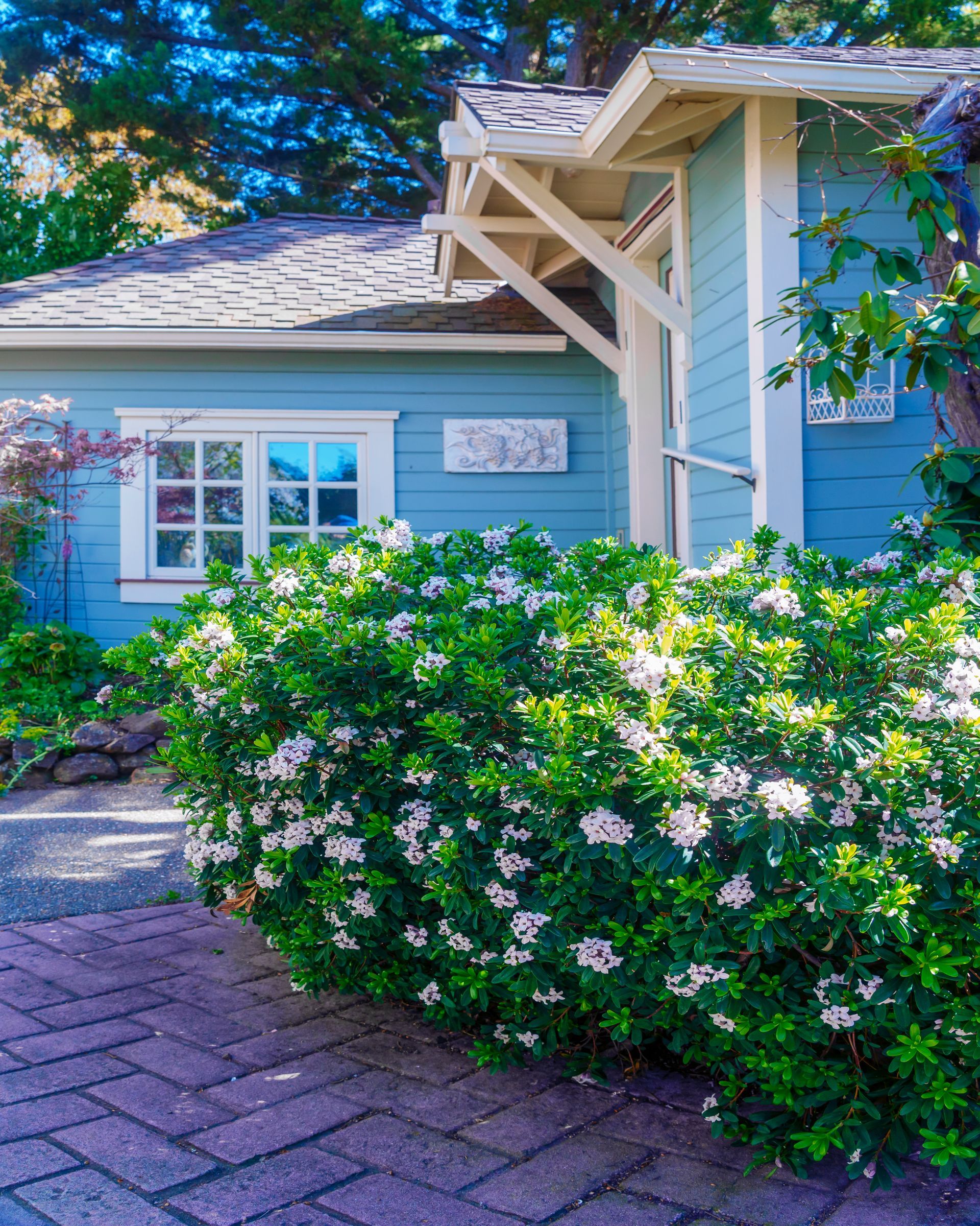 A blue house with white flowers in front of it