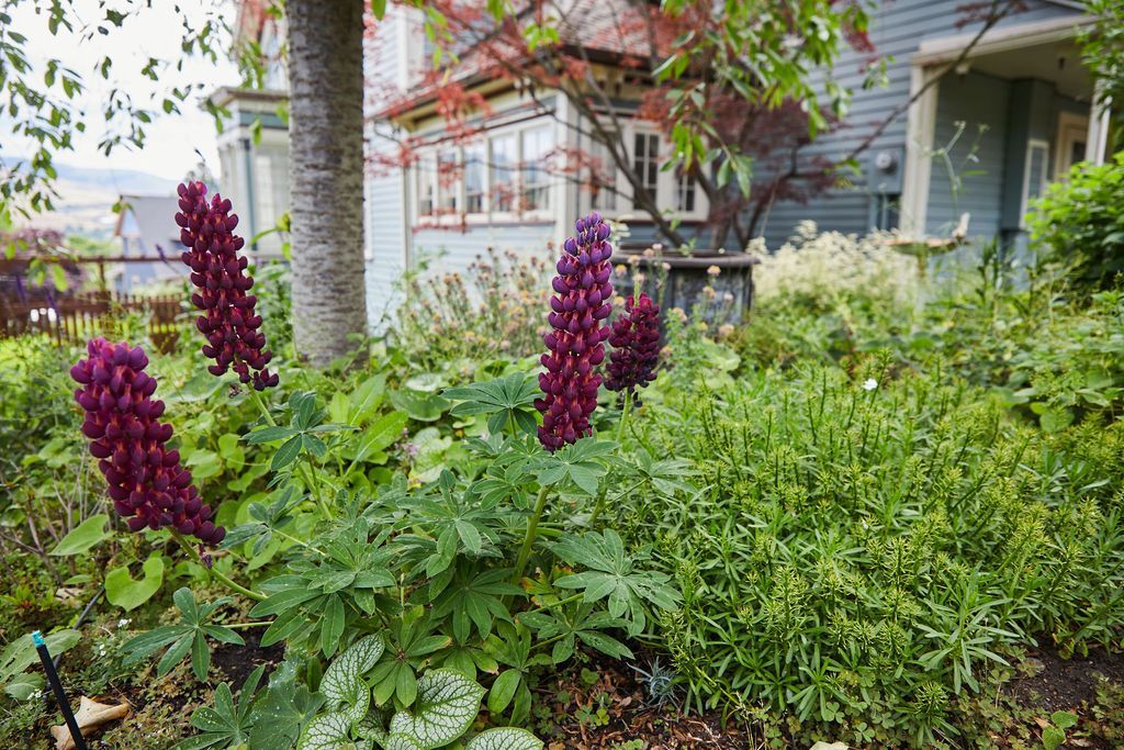 A garden with purple flowers and green plants in front of a house.