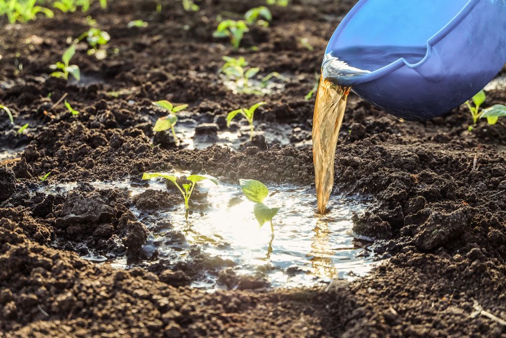a Person Pouring Water From a Blue Bucket Onto Young Plants in a Garden Bed — Slash Mulch Co in Googa Creek, QLD
