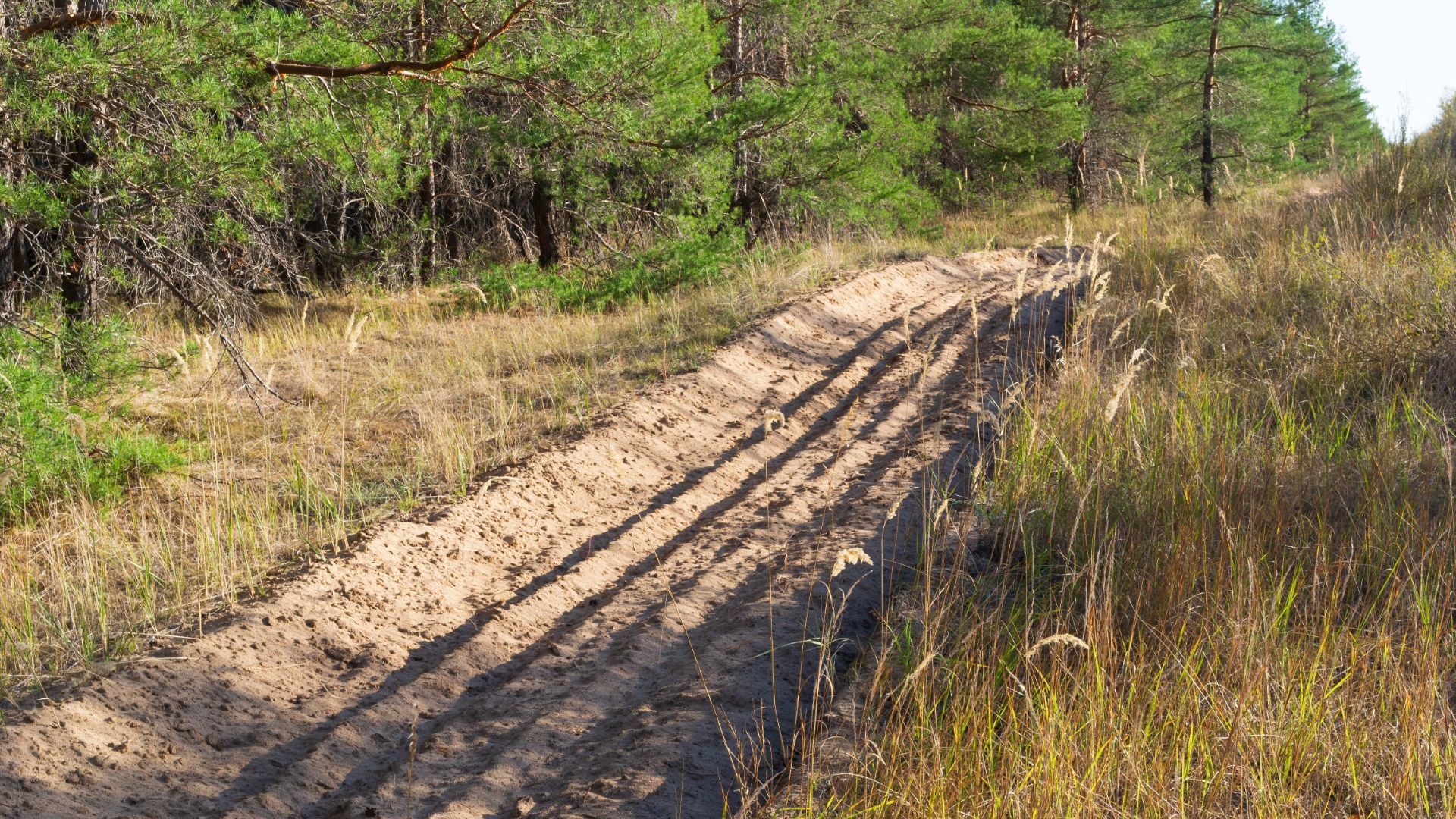 Sandy, rutted path through a grassy, sunlit field, leading into a green forest.