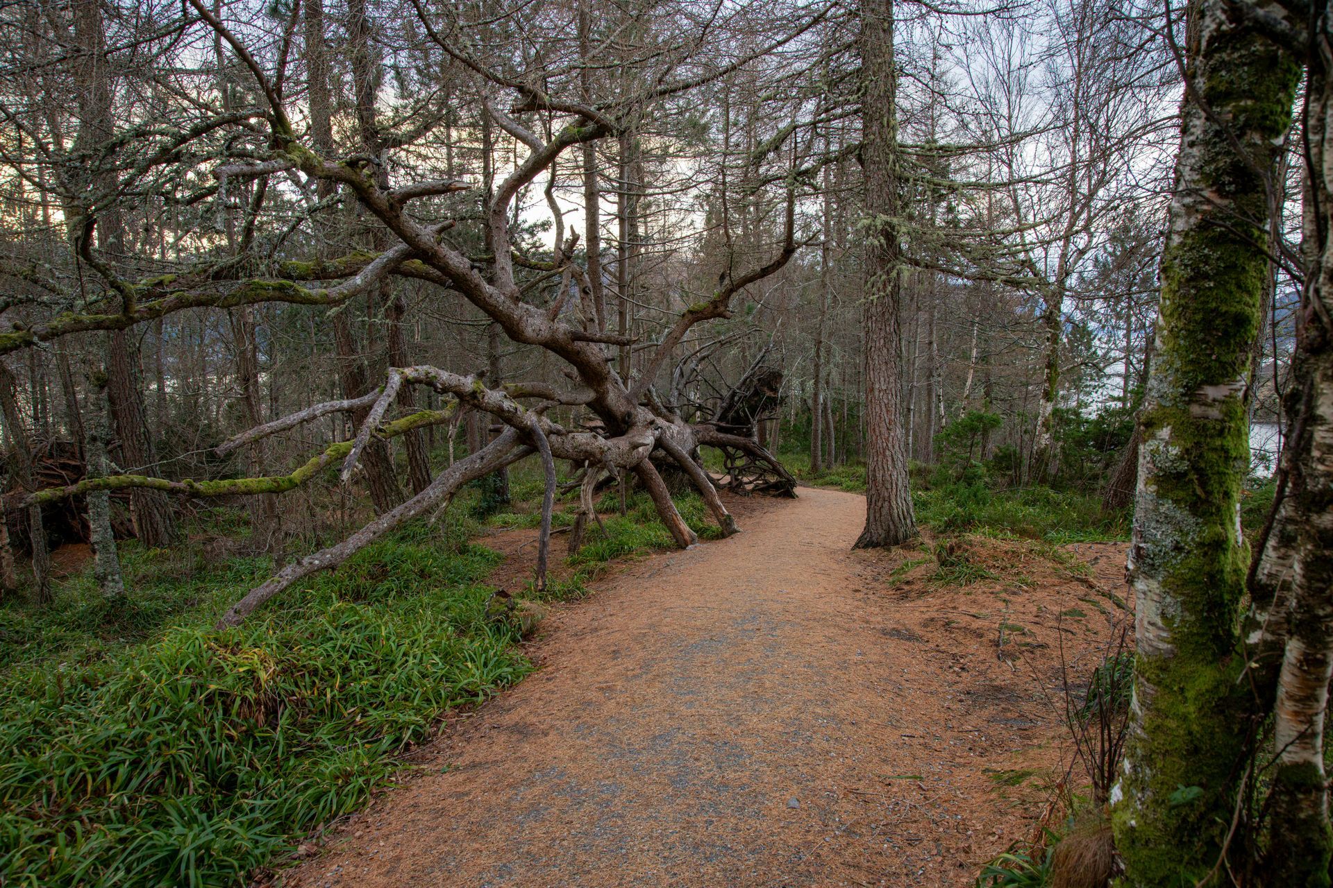 A path through a forest, with a fallen tree across it. Brown path, bare trees, and green moss.