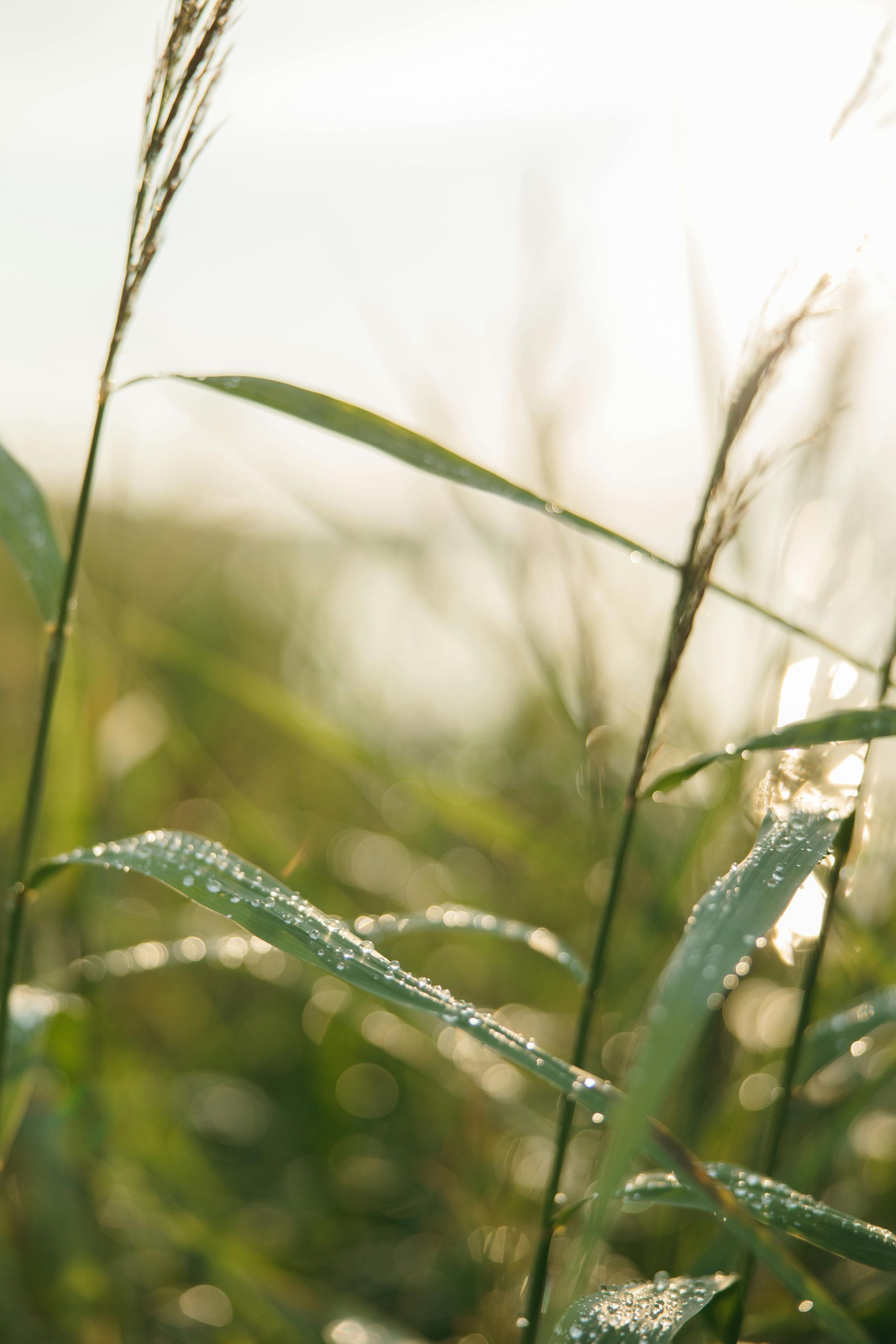 Dew-covered green blades of grass with seed heads, illuminated by the sun in a field. — Slash Mulch Co in Googa Creek, QLD