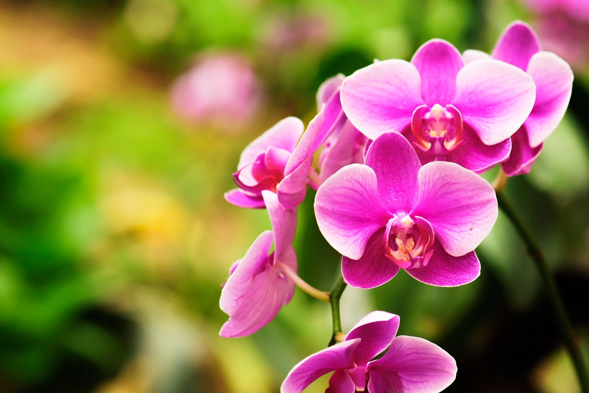 Pink orchids blooming, against a blurred green and pink background.