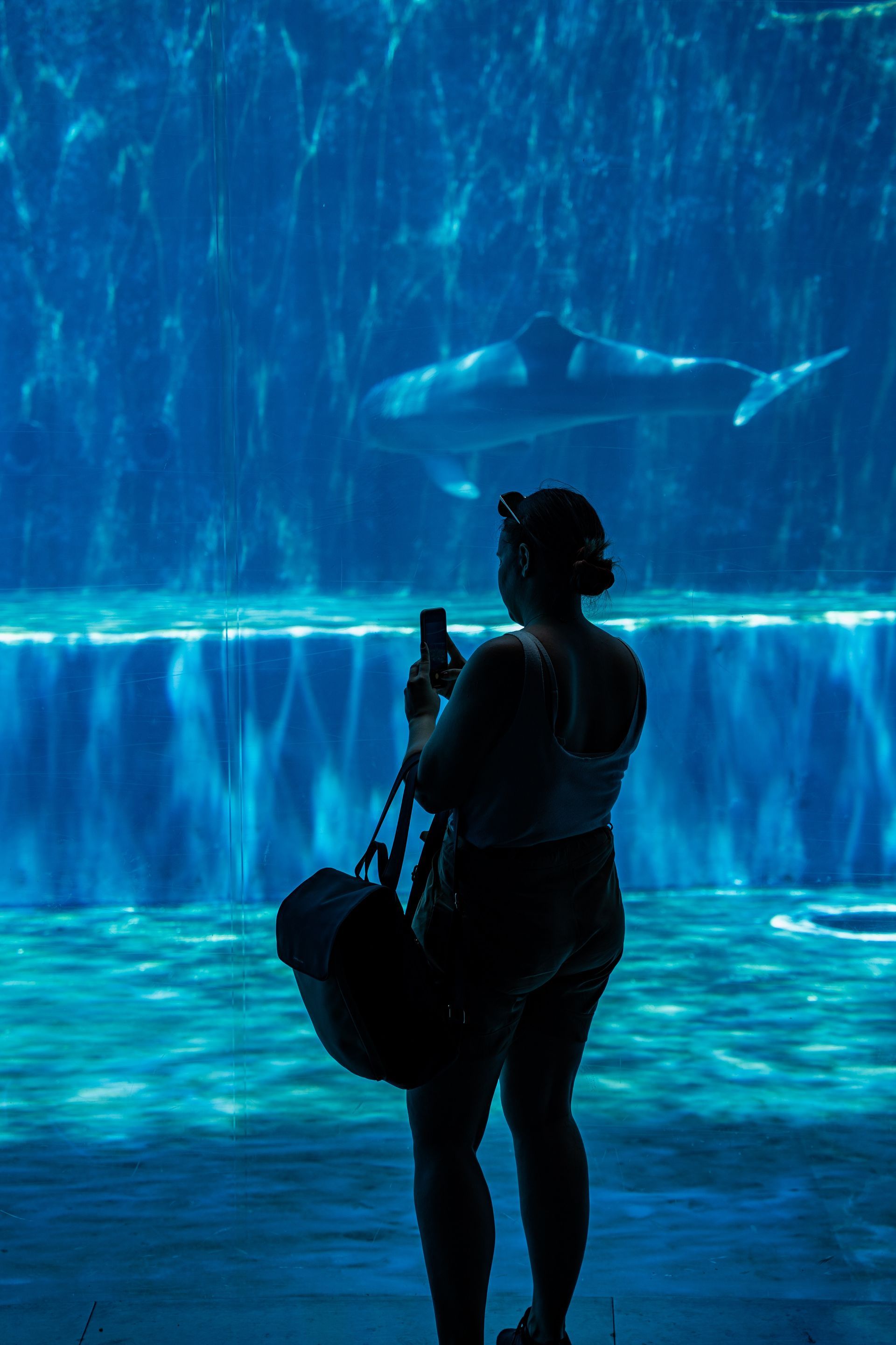 Aquarium of Genoa