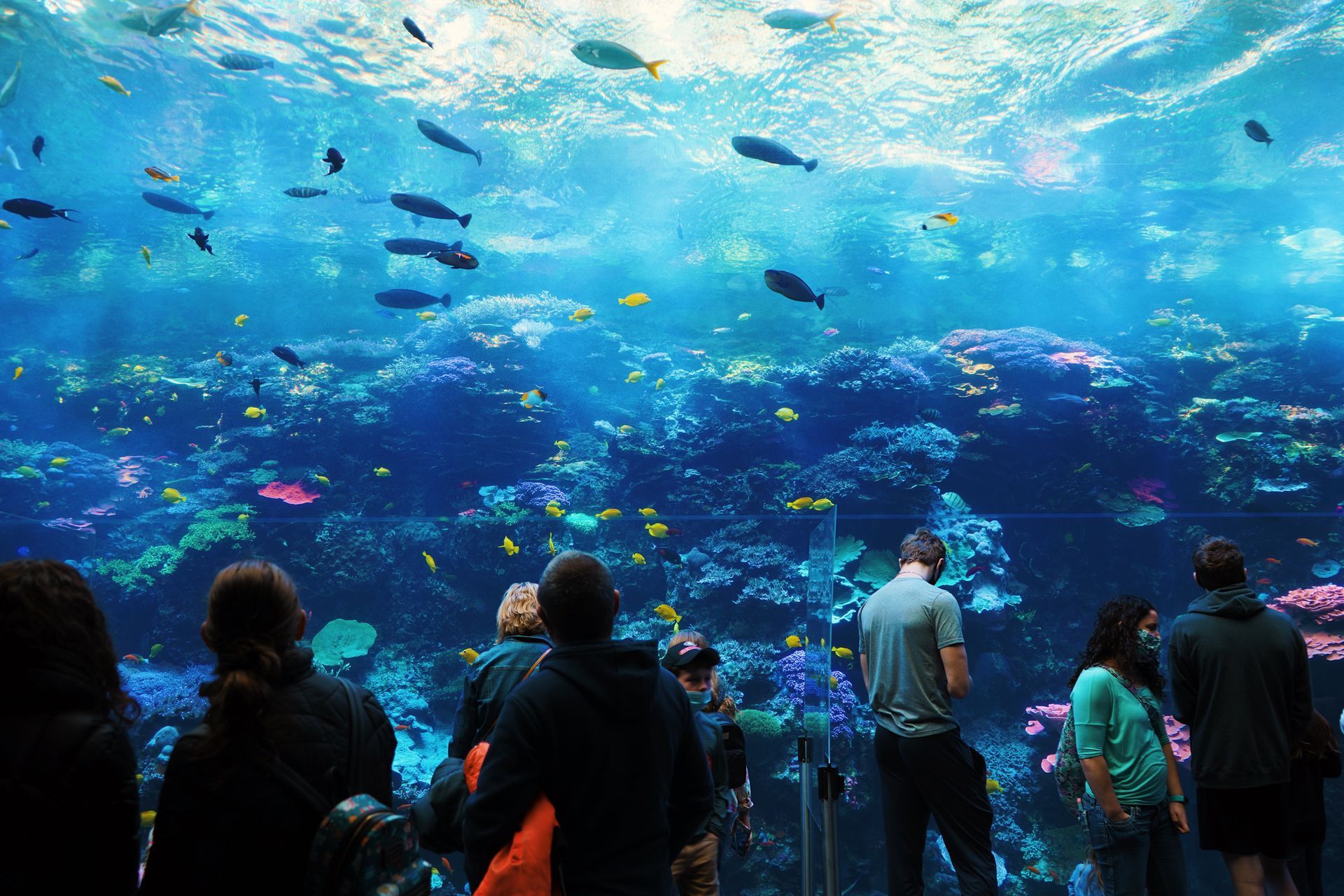 Aquarium of Livorno