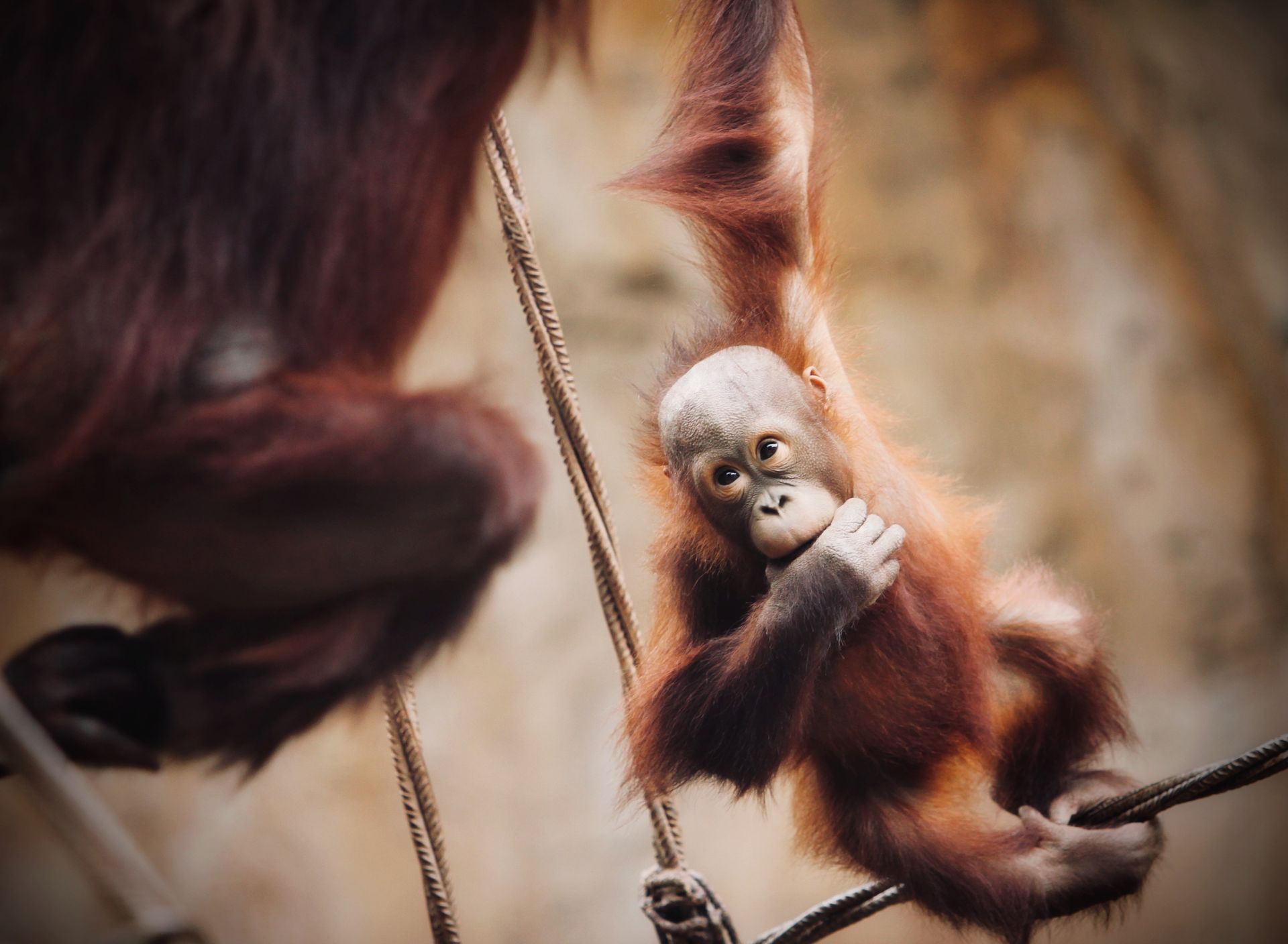 Bioparc Fuengirola