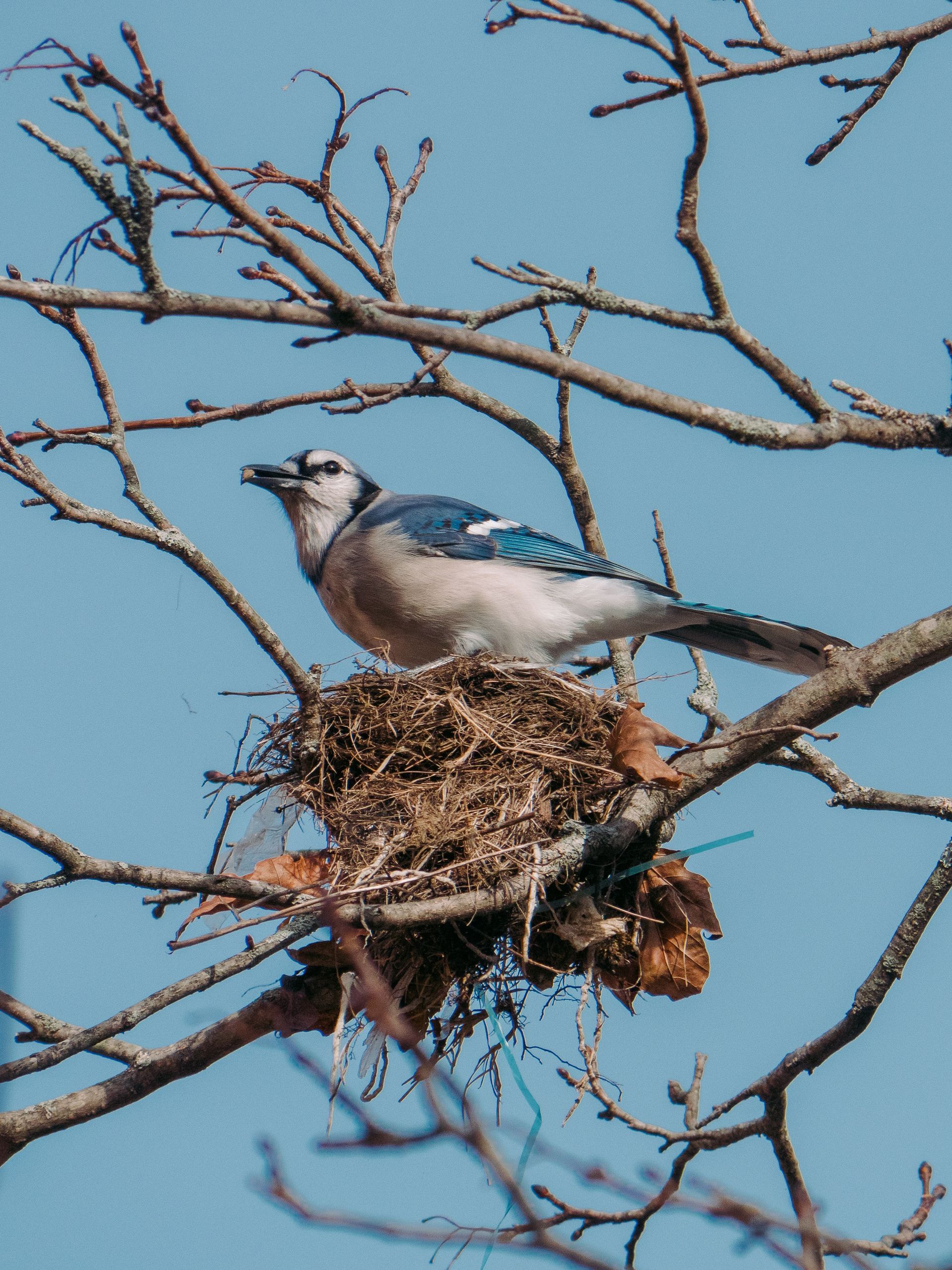 Birdwatching at Ria de Alvor
