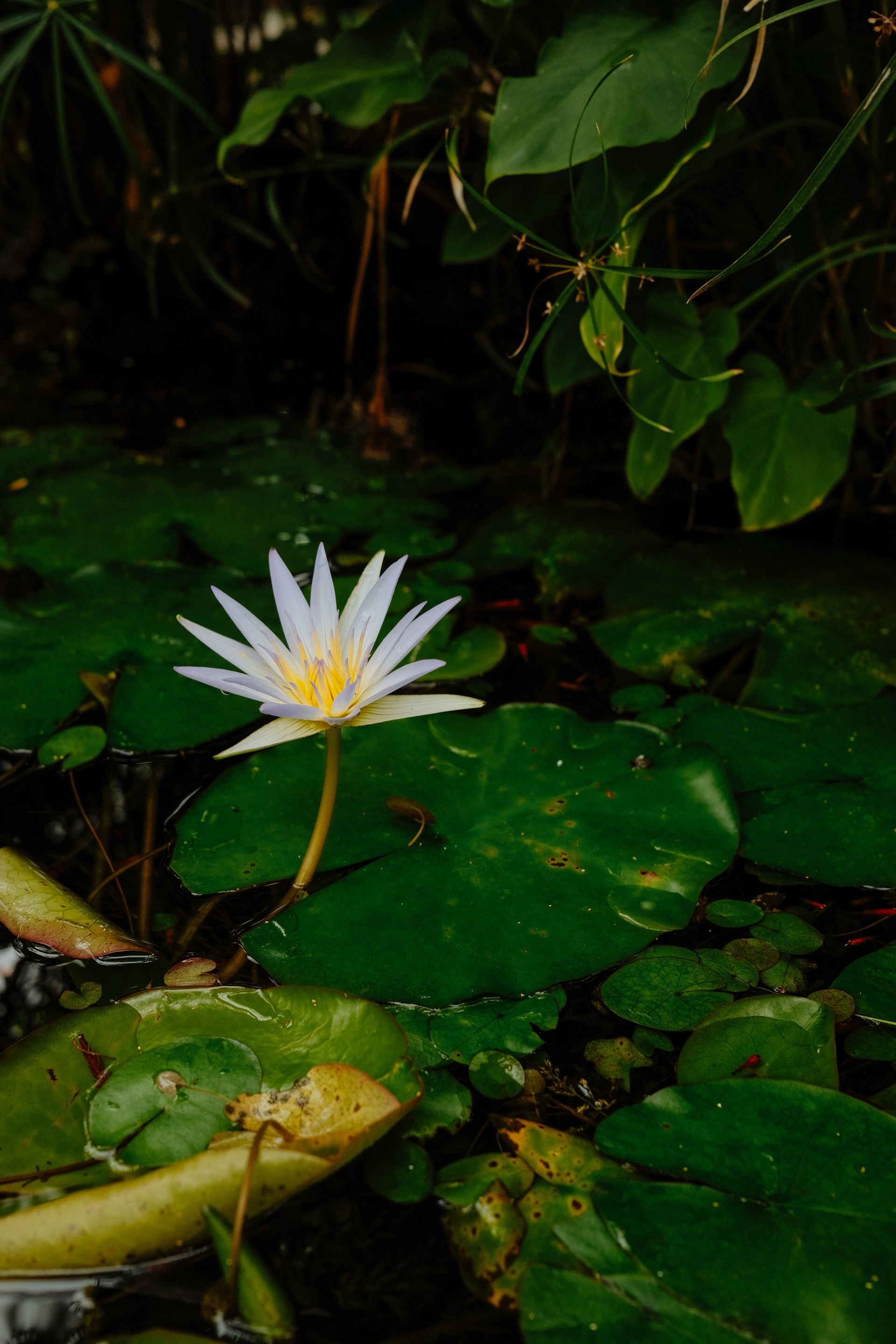 Botanical Beauty