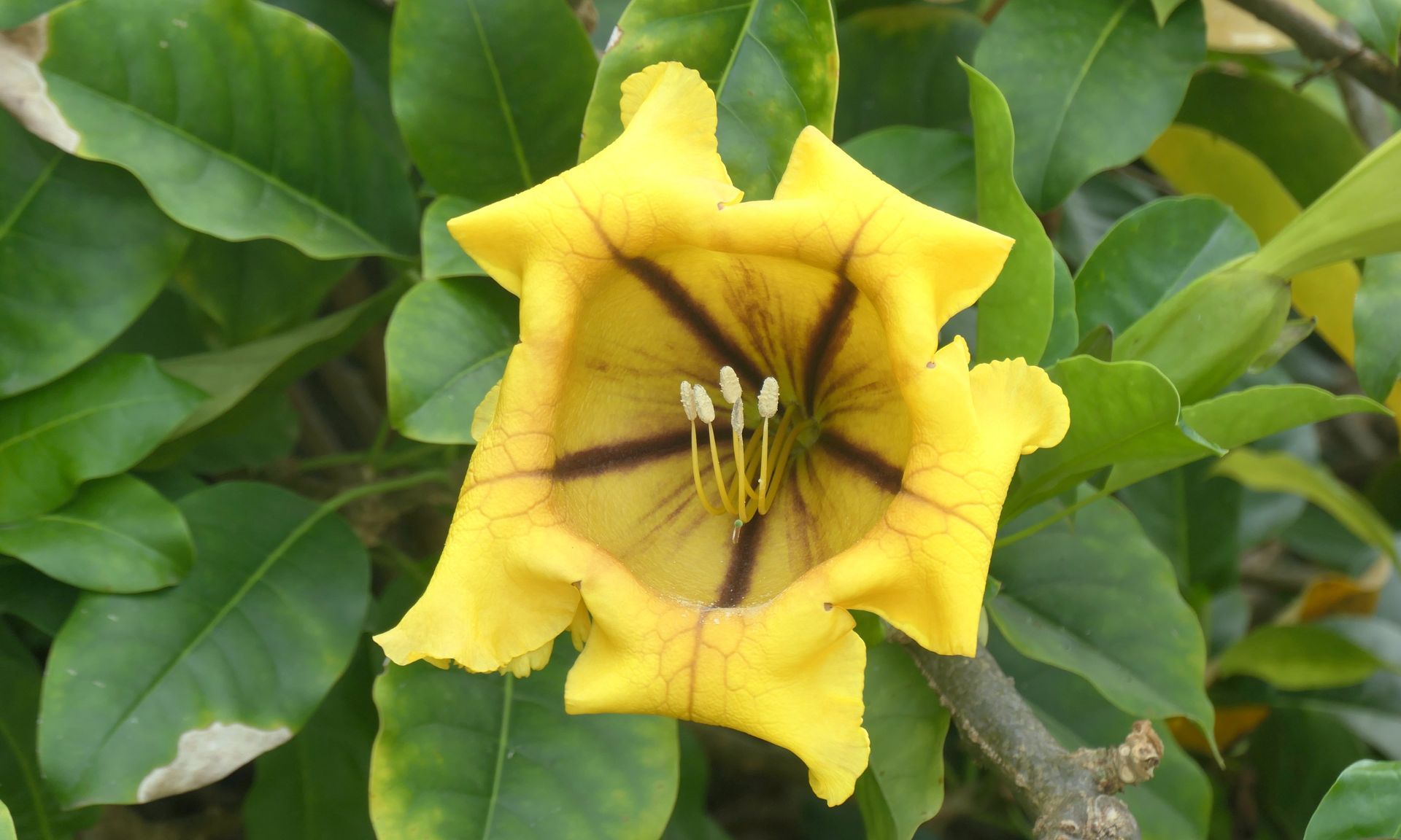 Botanical Garden