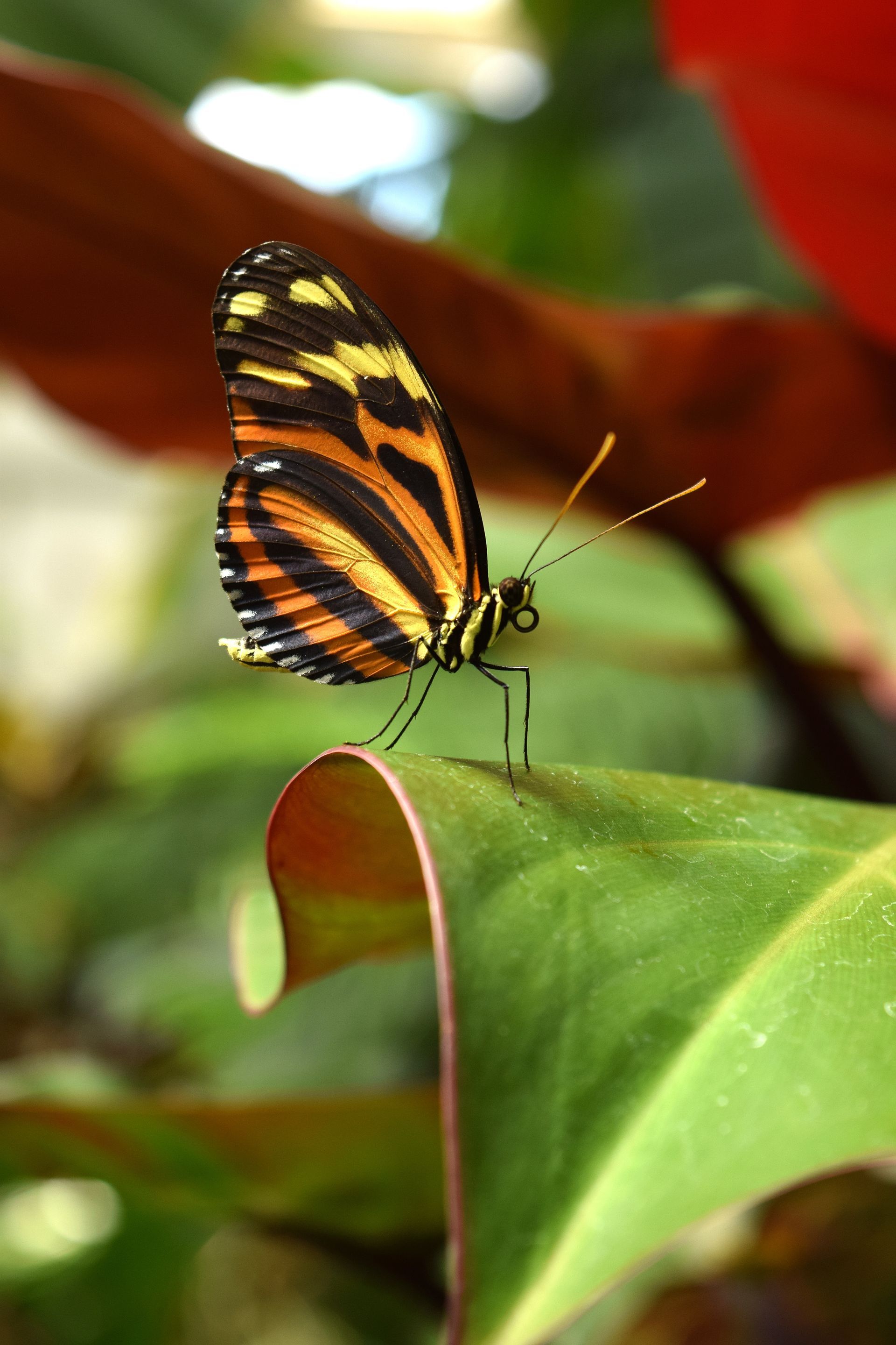 Butterfly Park