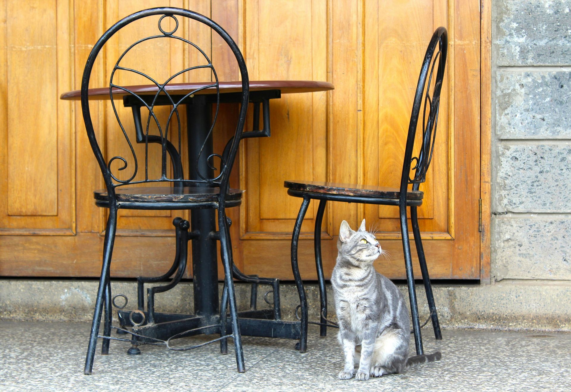Cat Café