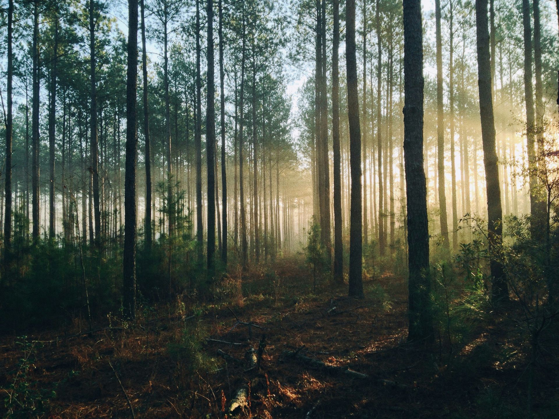 Choupal National Forest