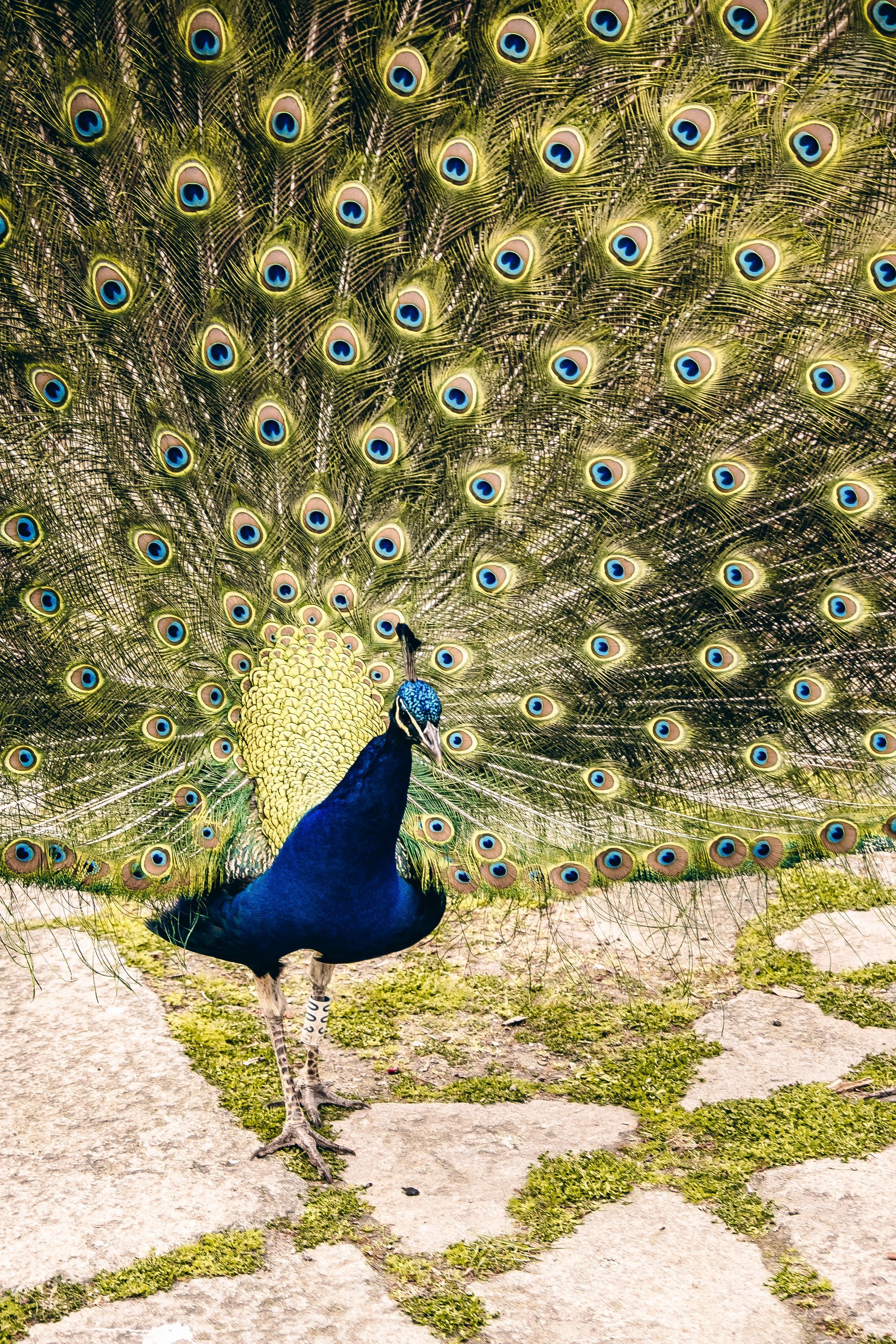 Crystal Palace Gardens (Jardins do Palácio de Cristal)