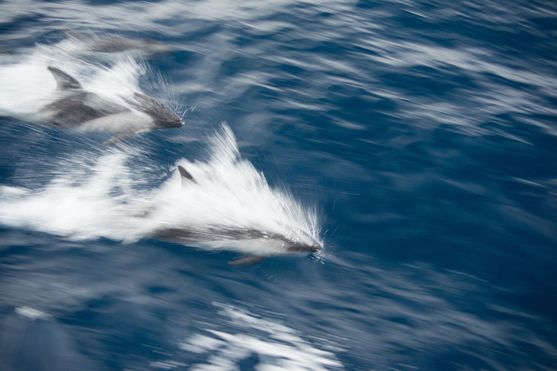 Dolphin Watching