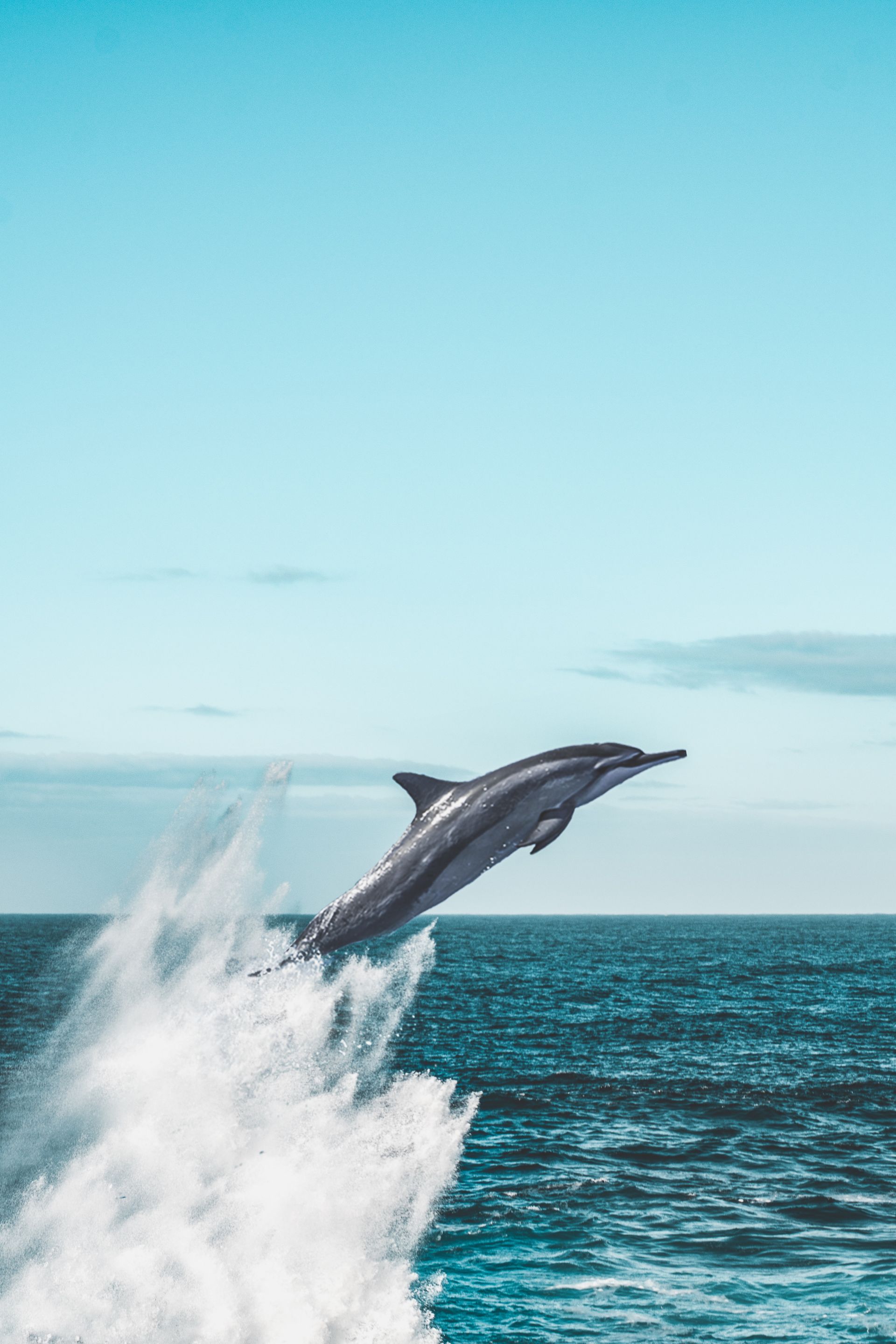Dolphin Watching