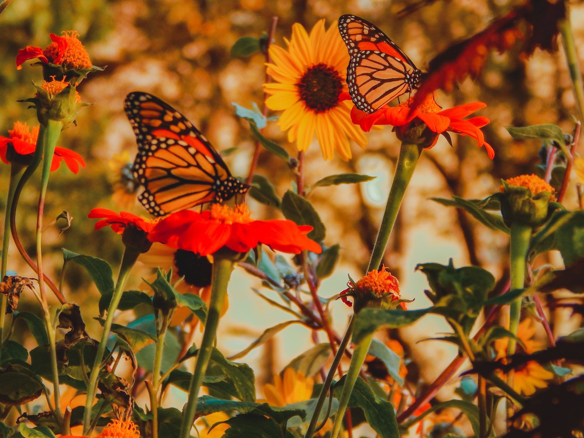 Dubai Butterfly Garden