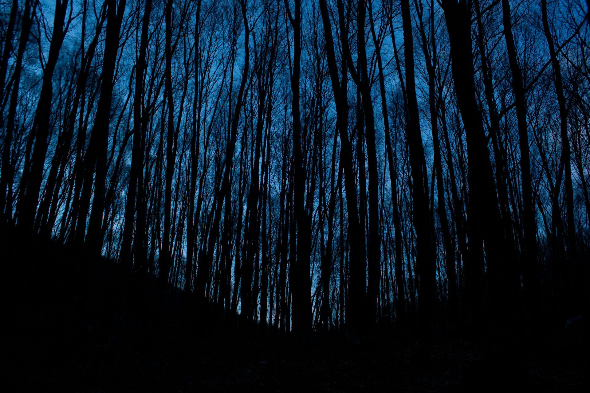 FORBIDDEN FOREST