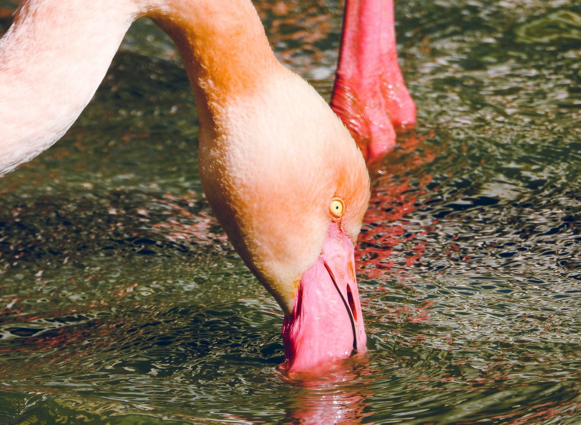 Flamingos of Camargue