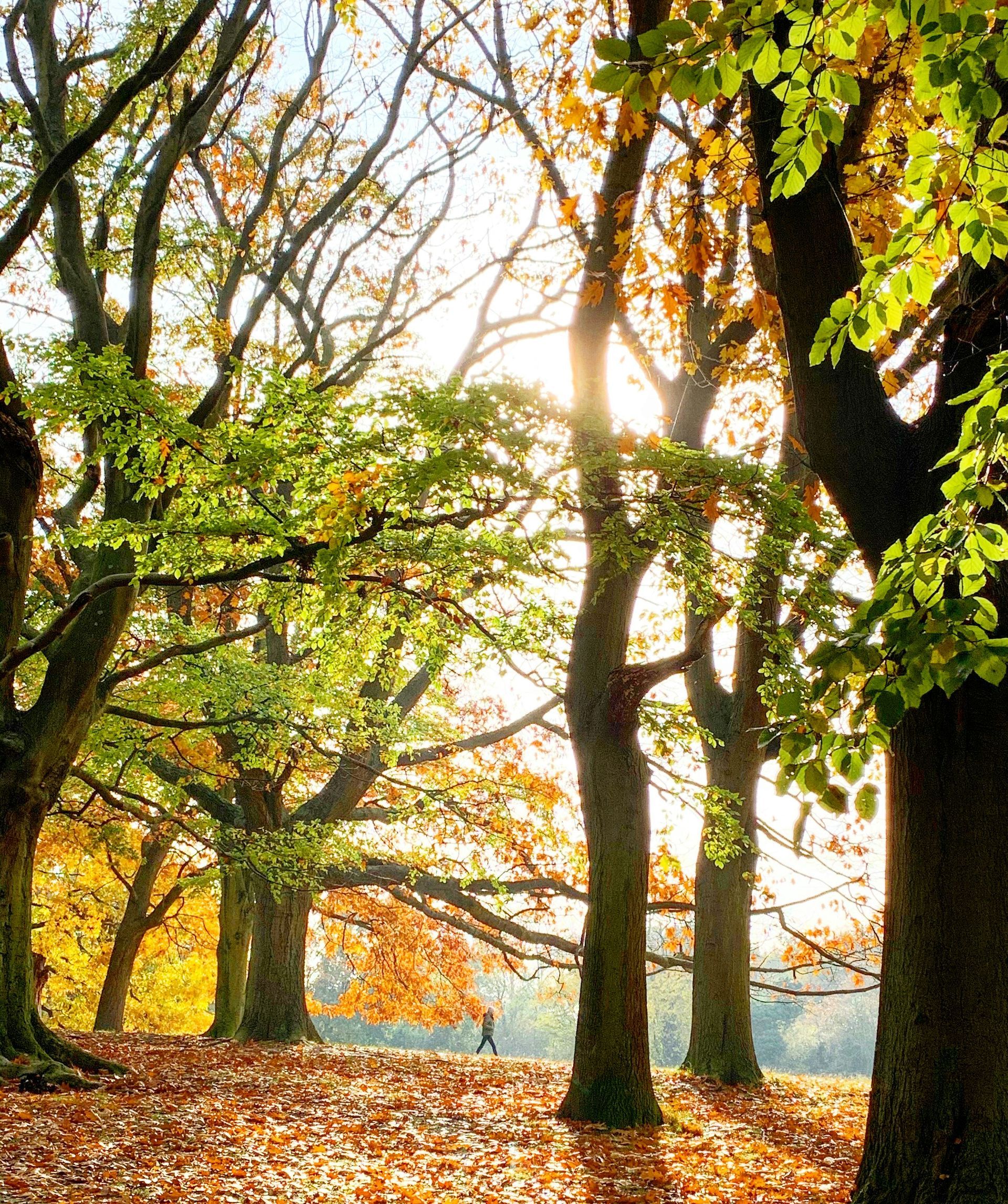 Hampstead Heath
