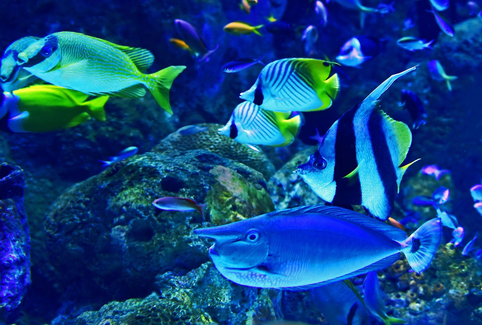  Lost Chambers Aquarium