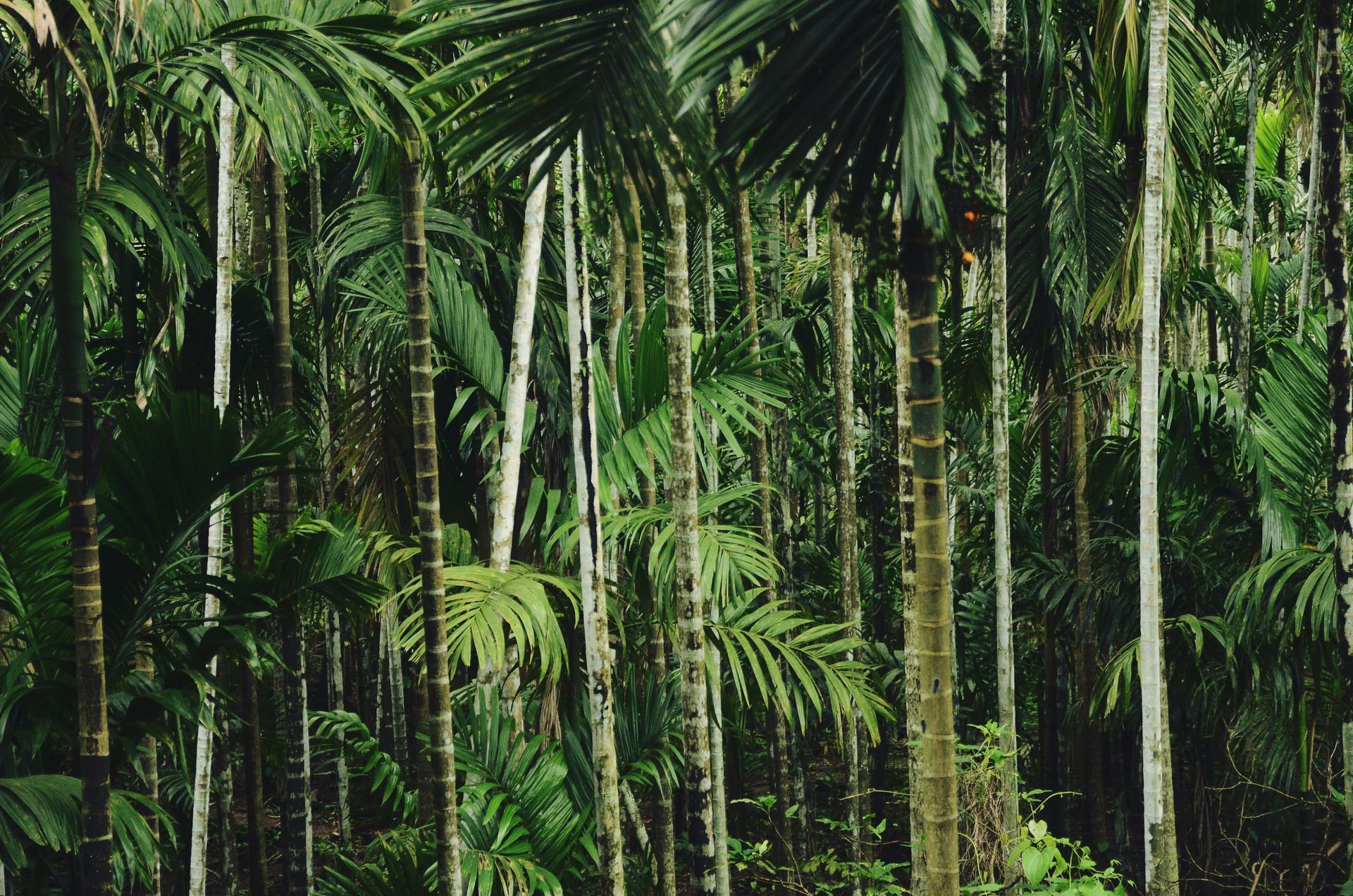 Lost Jungle London
