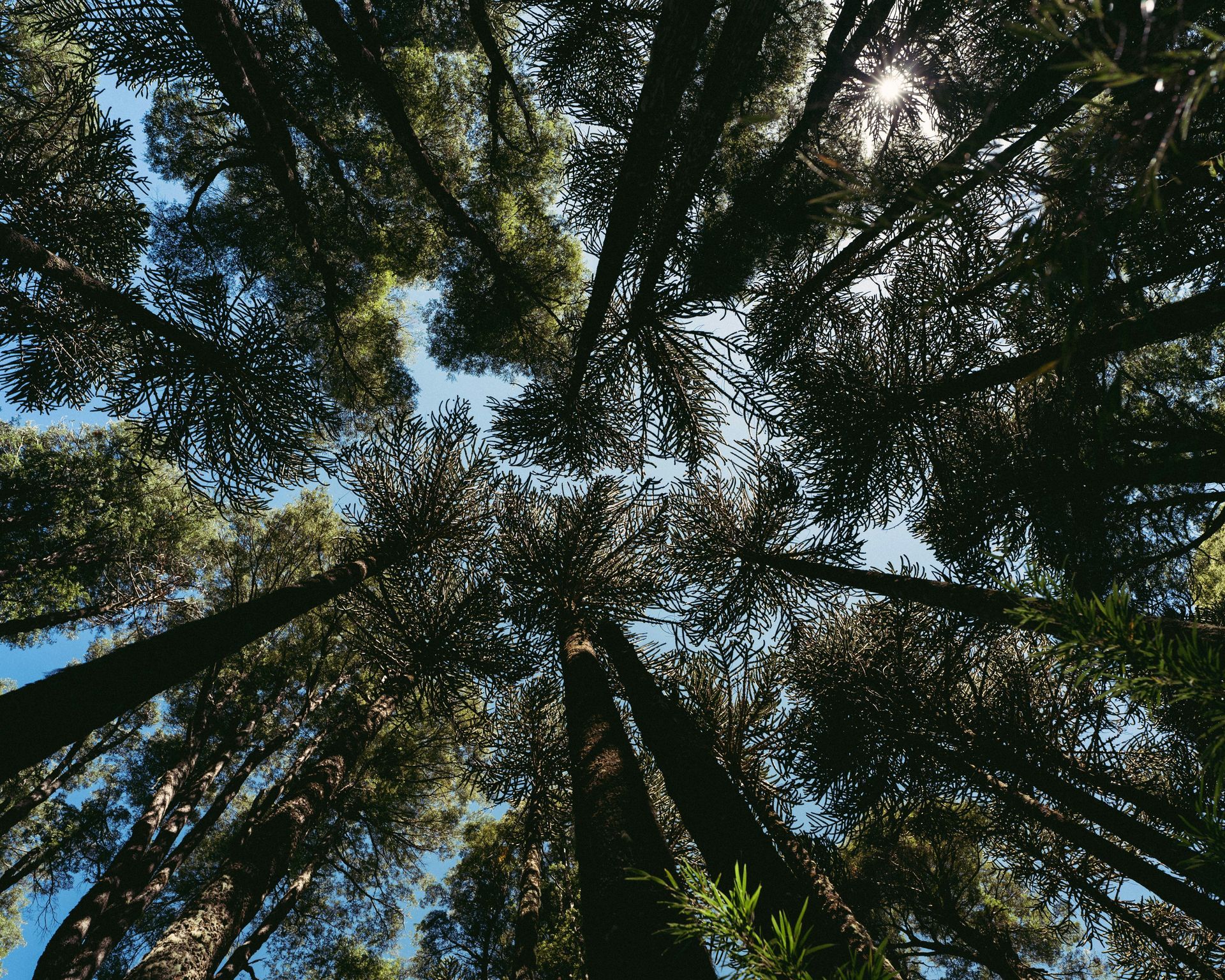 Madrid’s Bosque Encantado