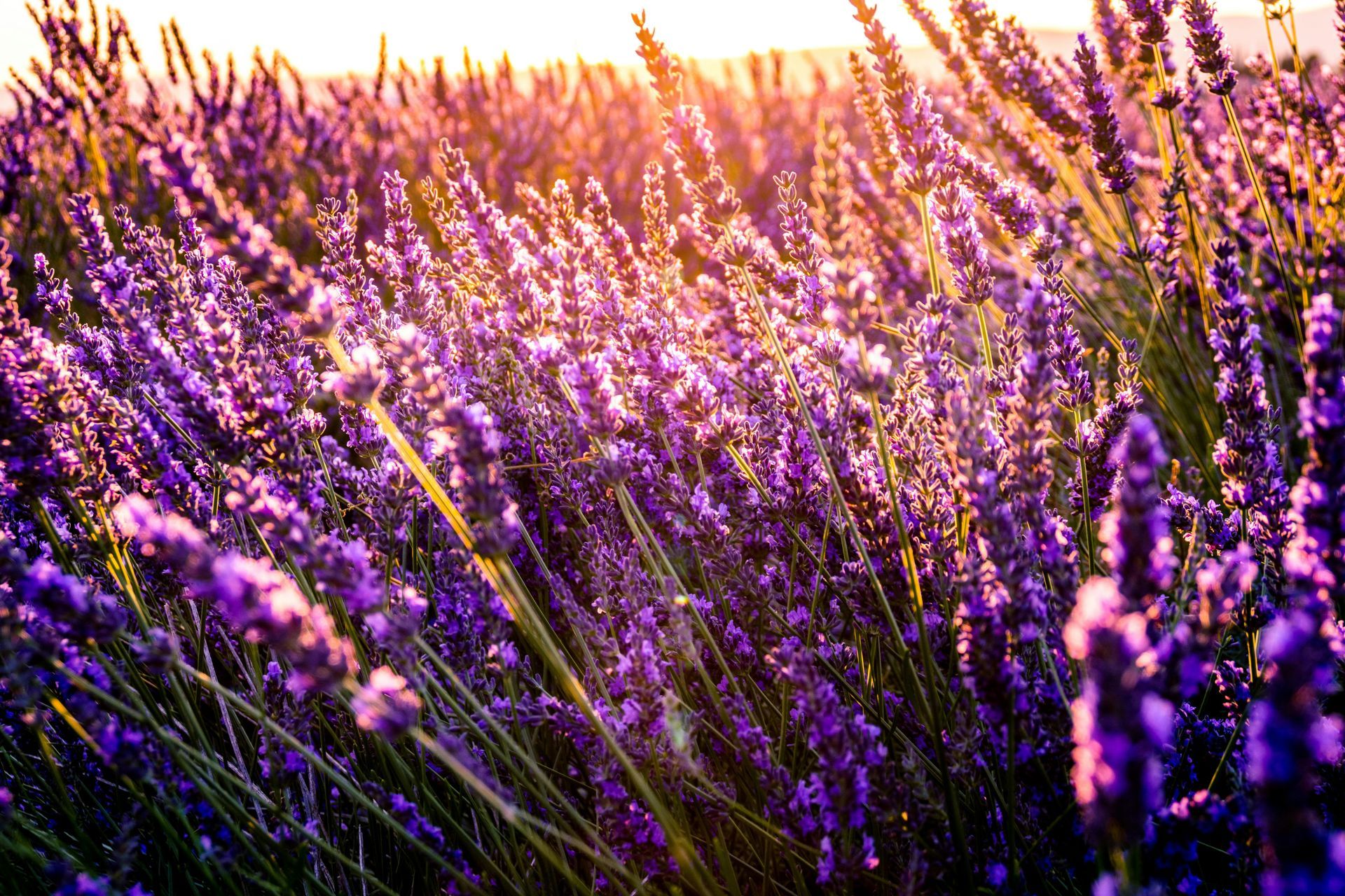 Mayfield Lavender