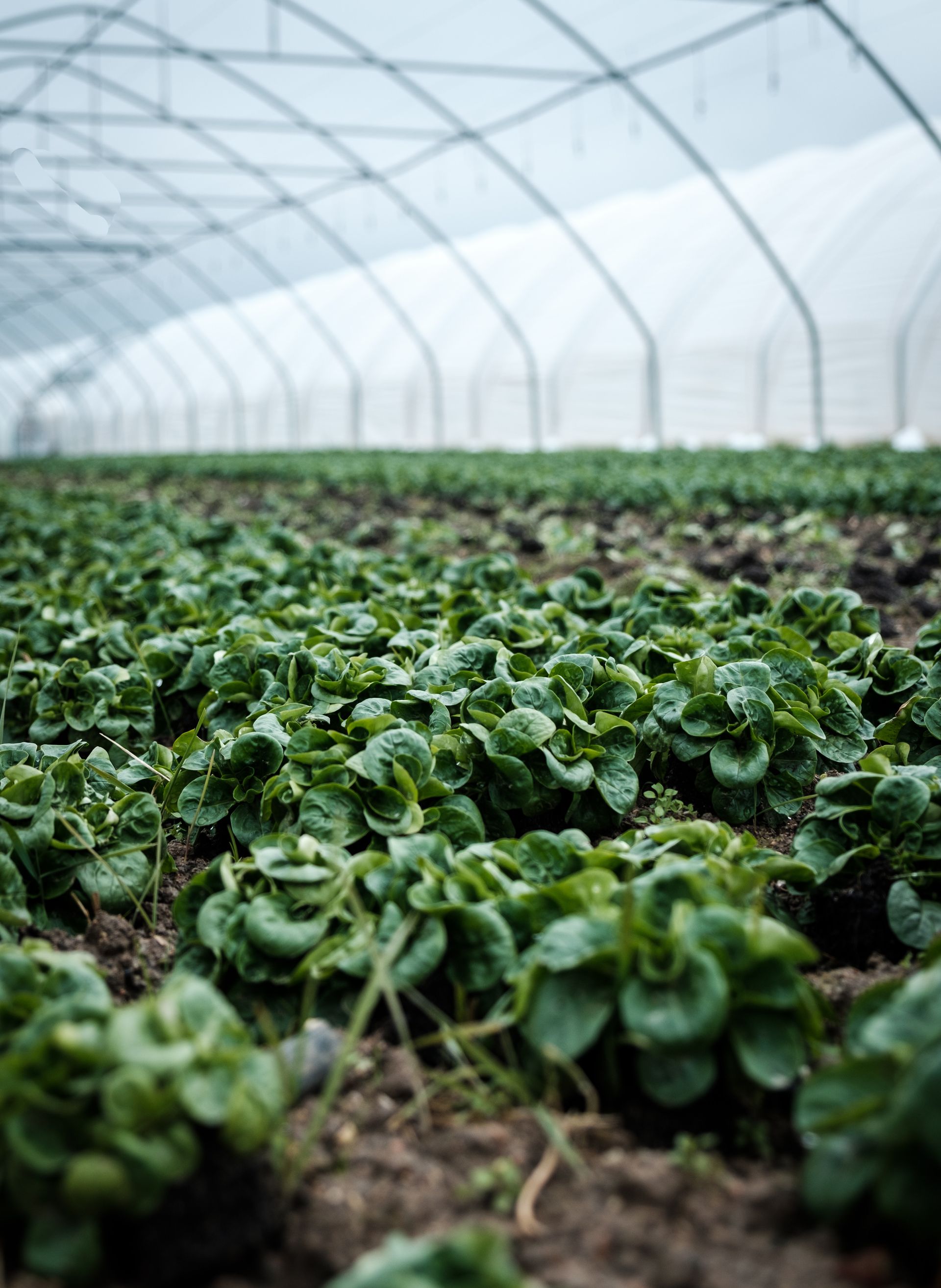 National Agriculture Fair