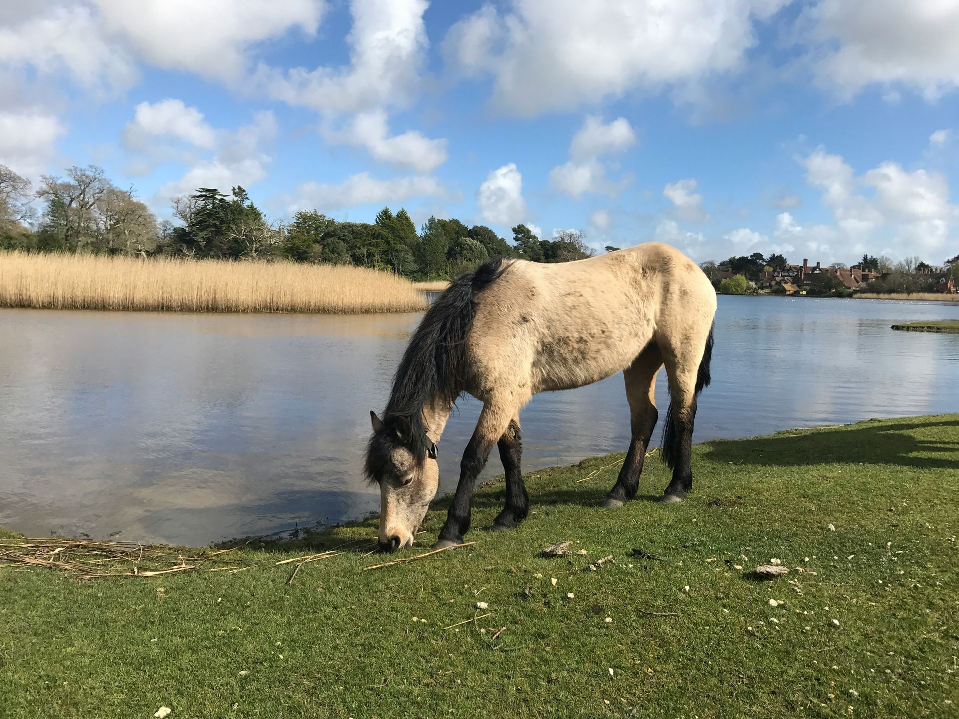 New Forest
