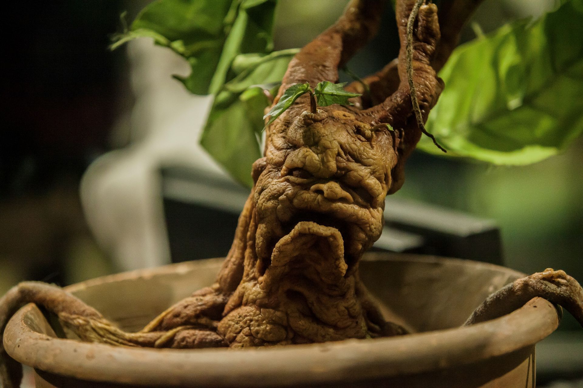 PROFESSOR SPROUT'S GREENHOUSE
