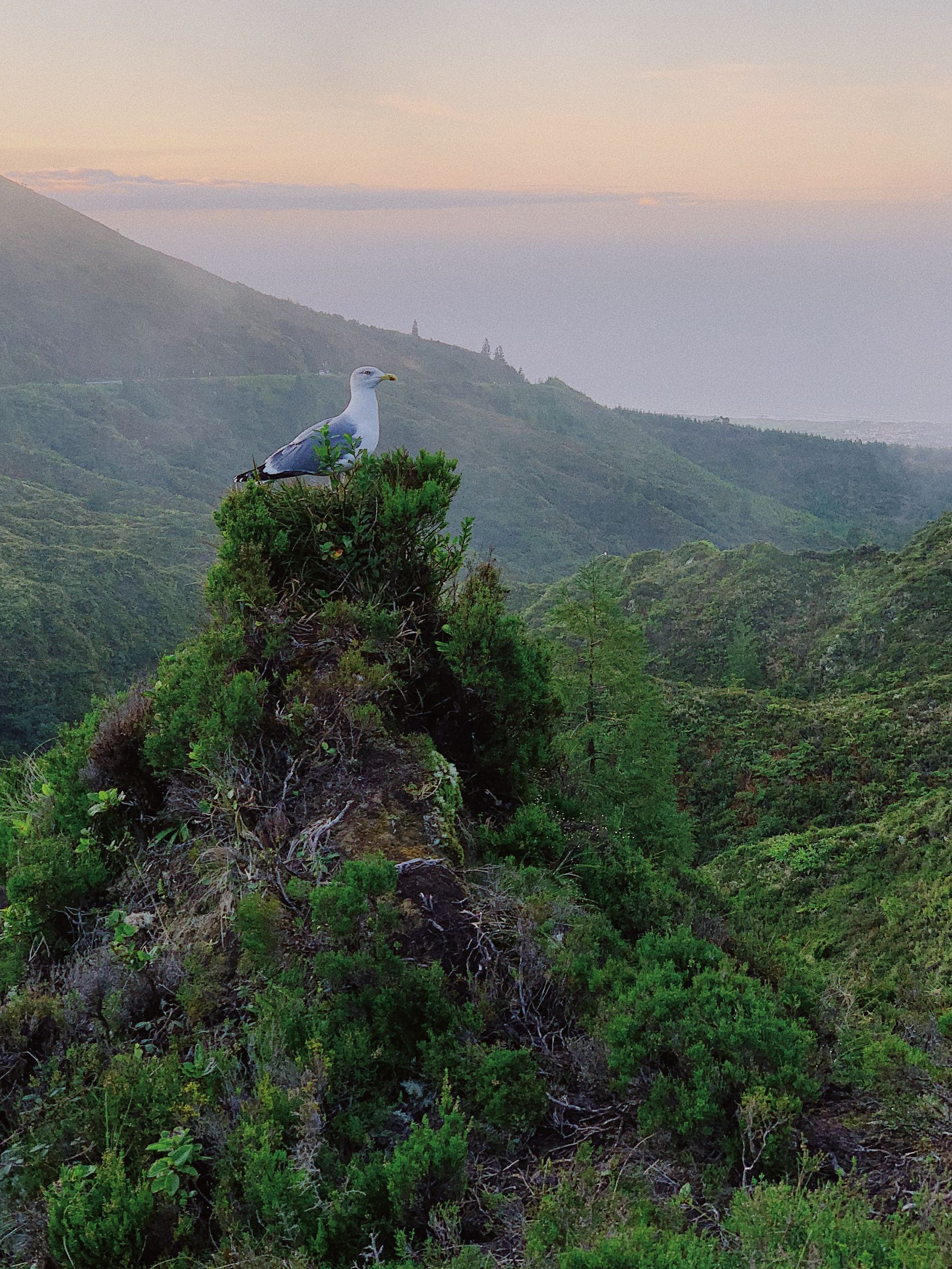Pico do Carvão