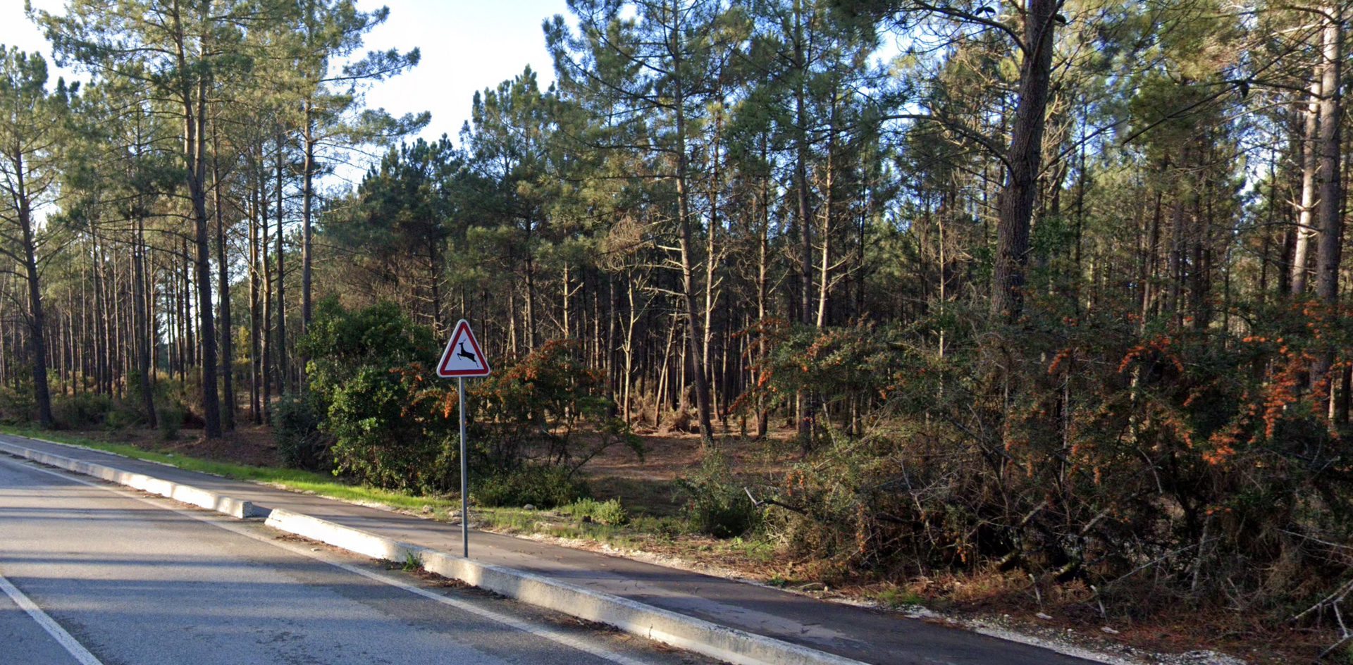 Pinhal de Leiria by Google Earth