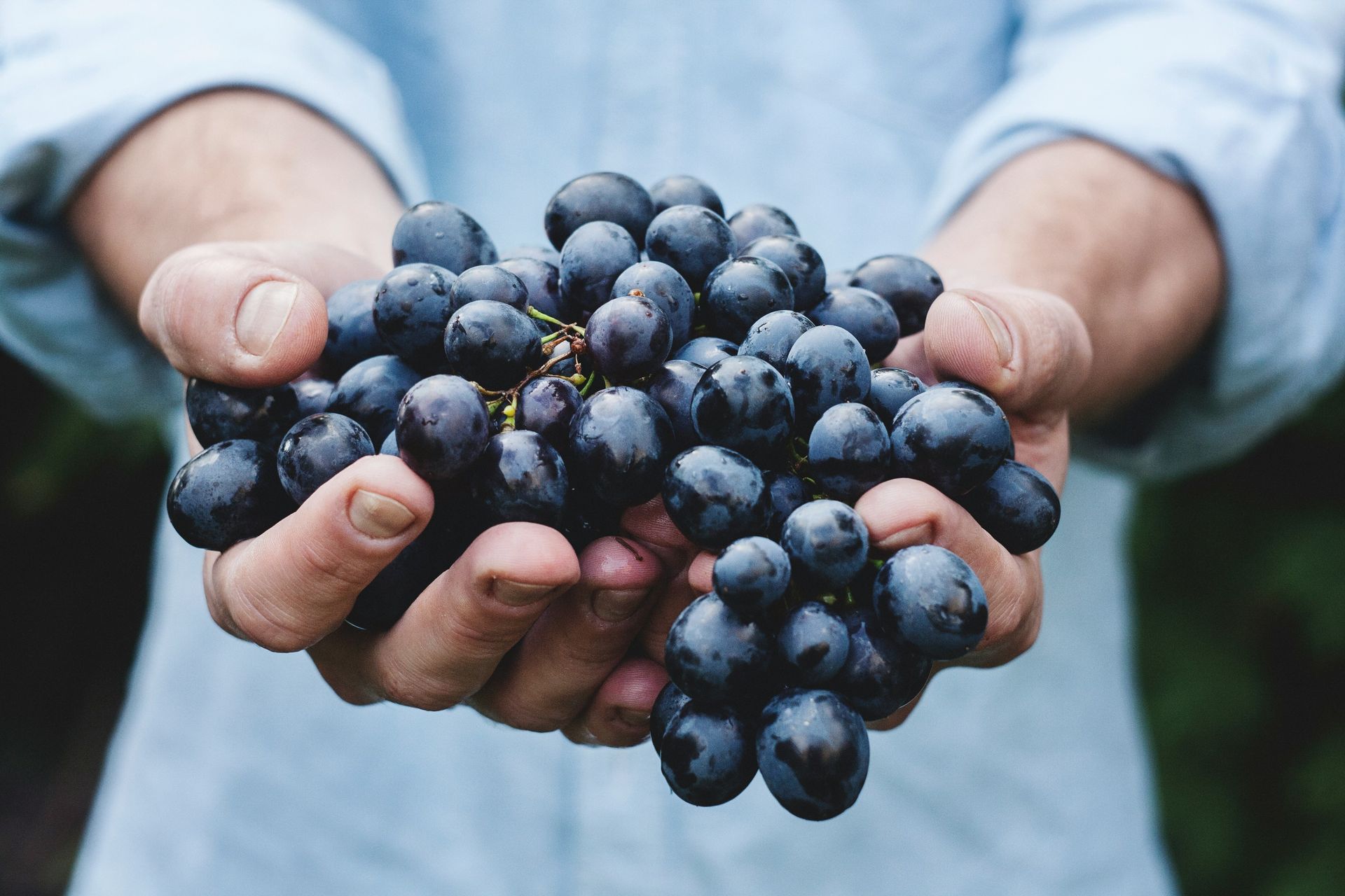 Portuguese Winemaking