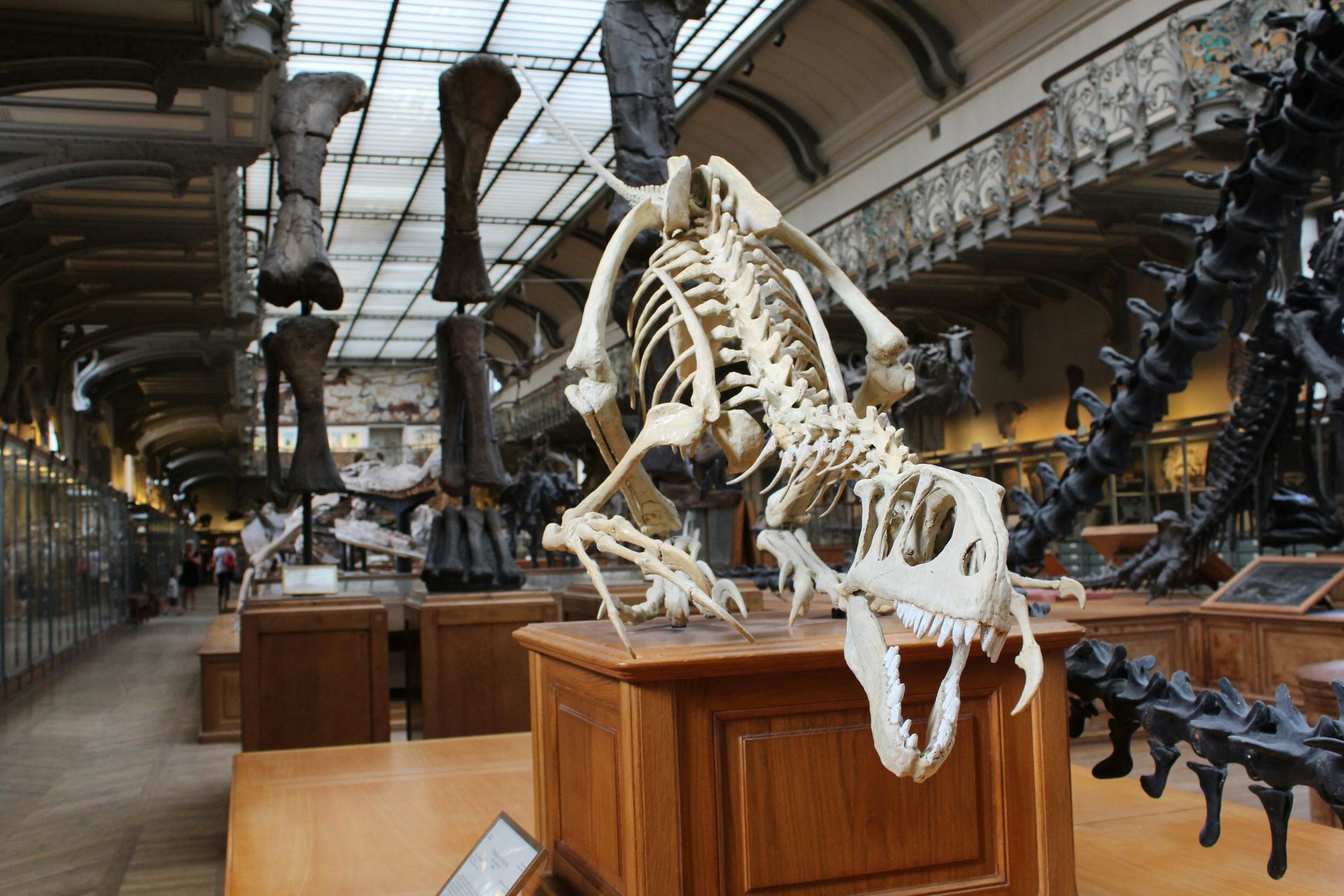 The Natural History Museum