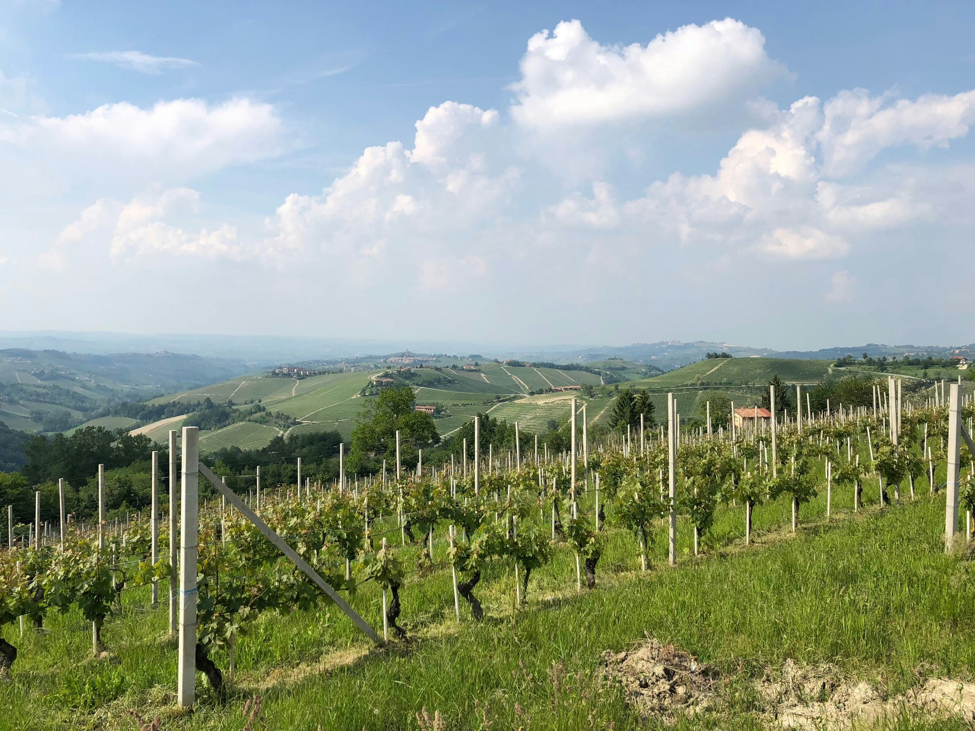 Vineyard Landscape of Piedmont