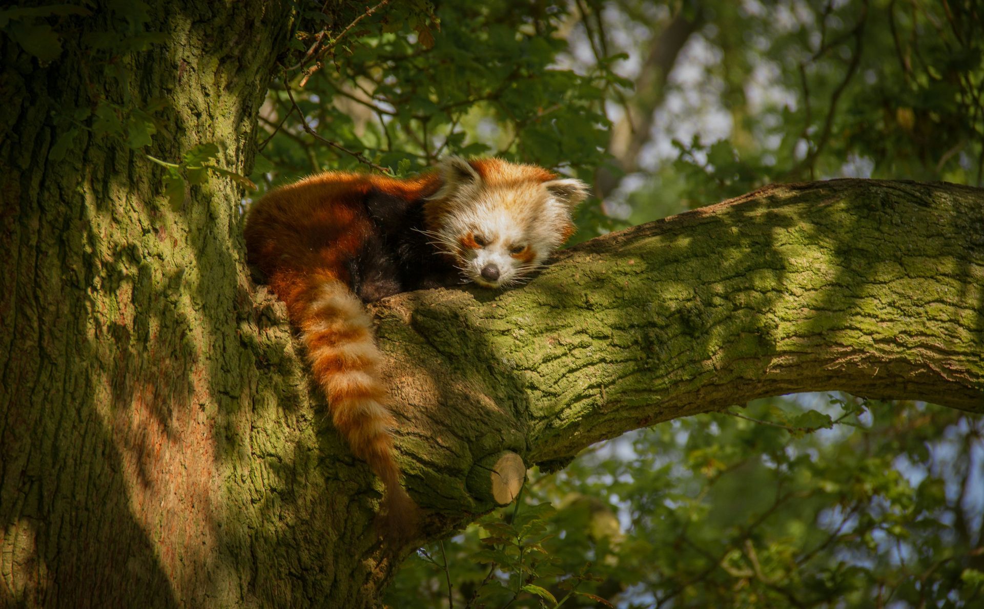 Whipsnade Zoo