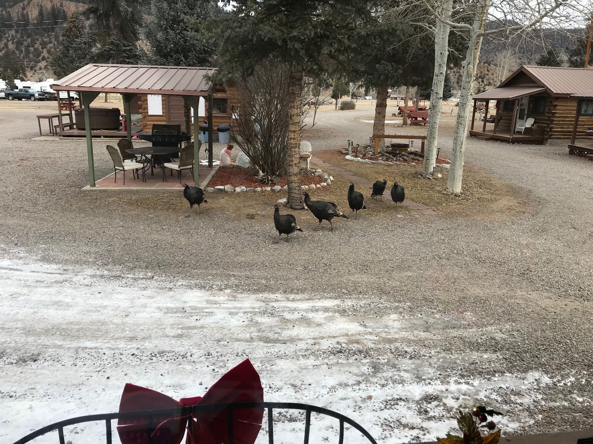 wild turkeys