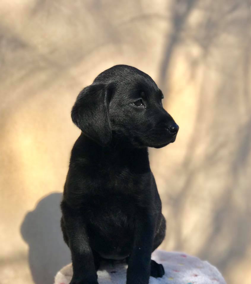 Dog — Dog of Animal City Pet Center in Murfreesboro, TN