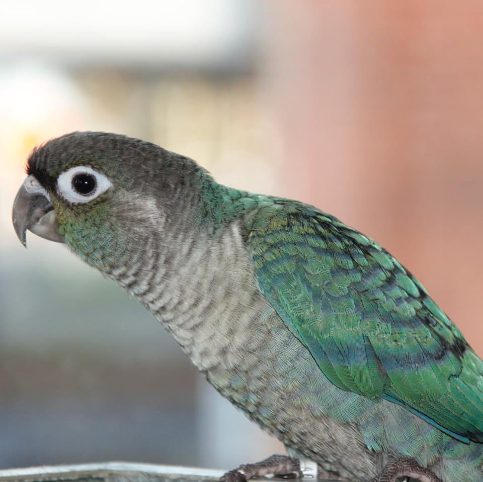 Parrot — Parrot of Animal City Pet Center in Murfreesboro, TN