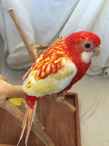 Red Parrot — Red Parrot of Animal City Pet Center in Murfreesboro, TN
