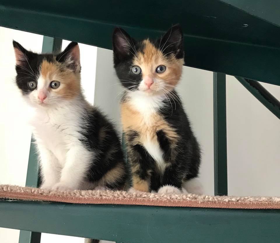 Kitten — Kitten of Animal City Pet Center in Murfreesboro, TN