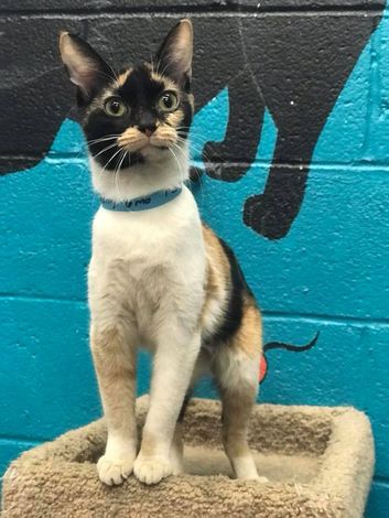 Cat — Cat of Animal City Pet Center in Murfreesboro, TN