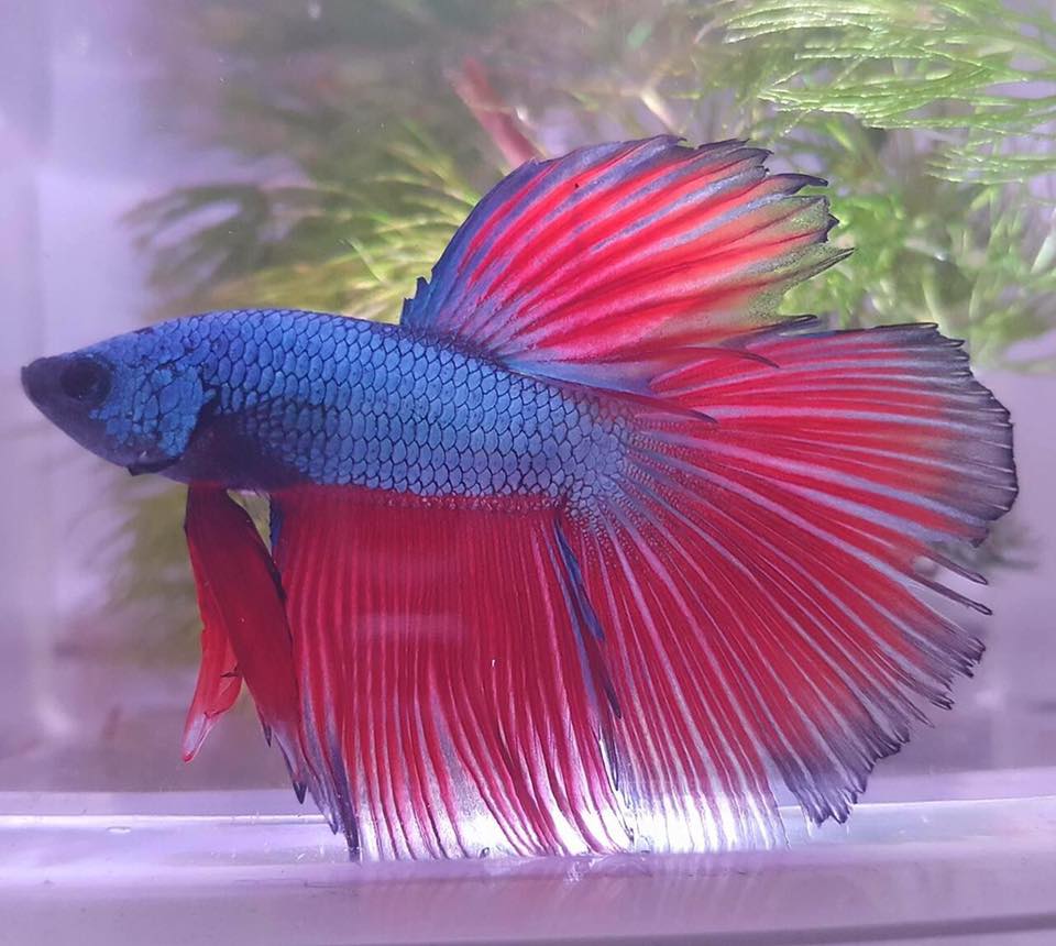 Fish — Fish of Animal City Pet Center in Murfreesboro, TN