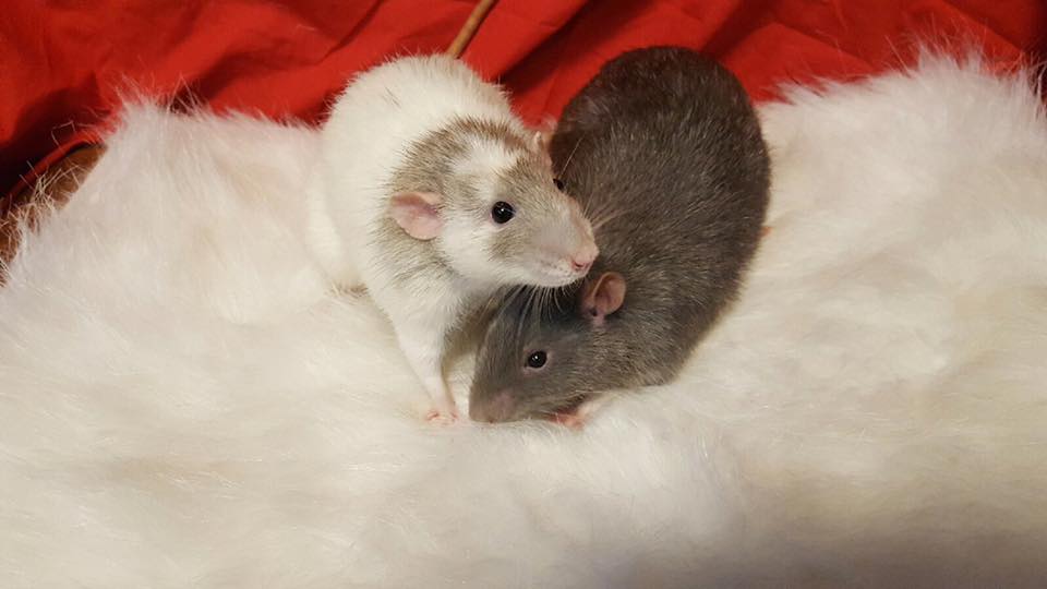 Rat — Rat of Animal City Pet Center in Murfreesboro, TN