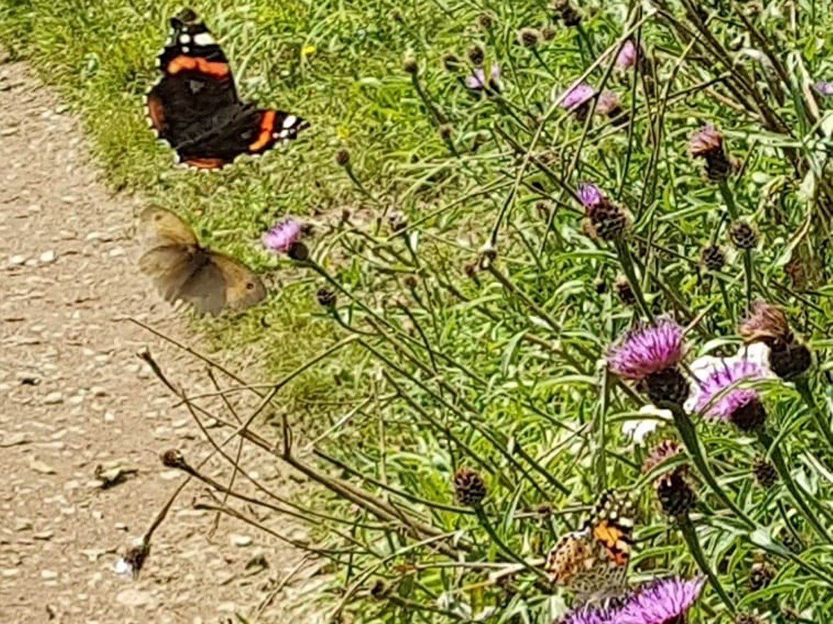 Red admiral, meadow brown and painted lady butterflies on purple knapweed flowers next to a footpath